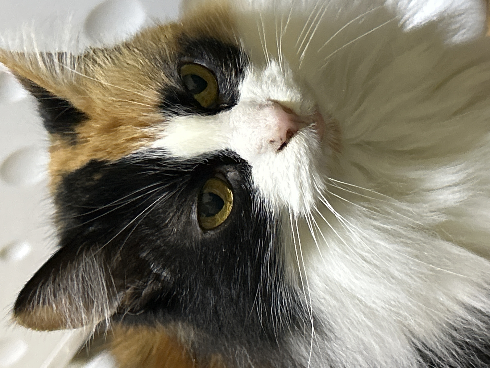 This is a close-up, head-on shot of a calico cat. The cat has distinct patches of black, white, and orange fur, with a fluffy white ruff around its neck. Its eyes are a striking yellow-green, and its nose is pink. The background is softly blurred, appearing to be an indoor setting with a white, textured surface. There is no indication of the cat's location within Buenos Aires, Argentina, or any interaction with humans or other animals.