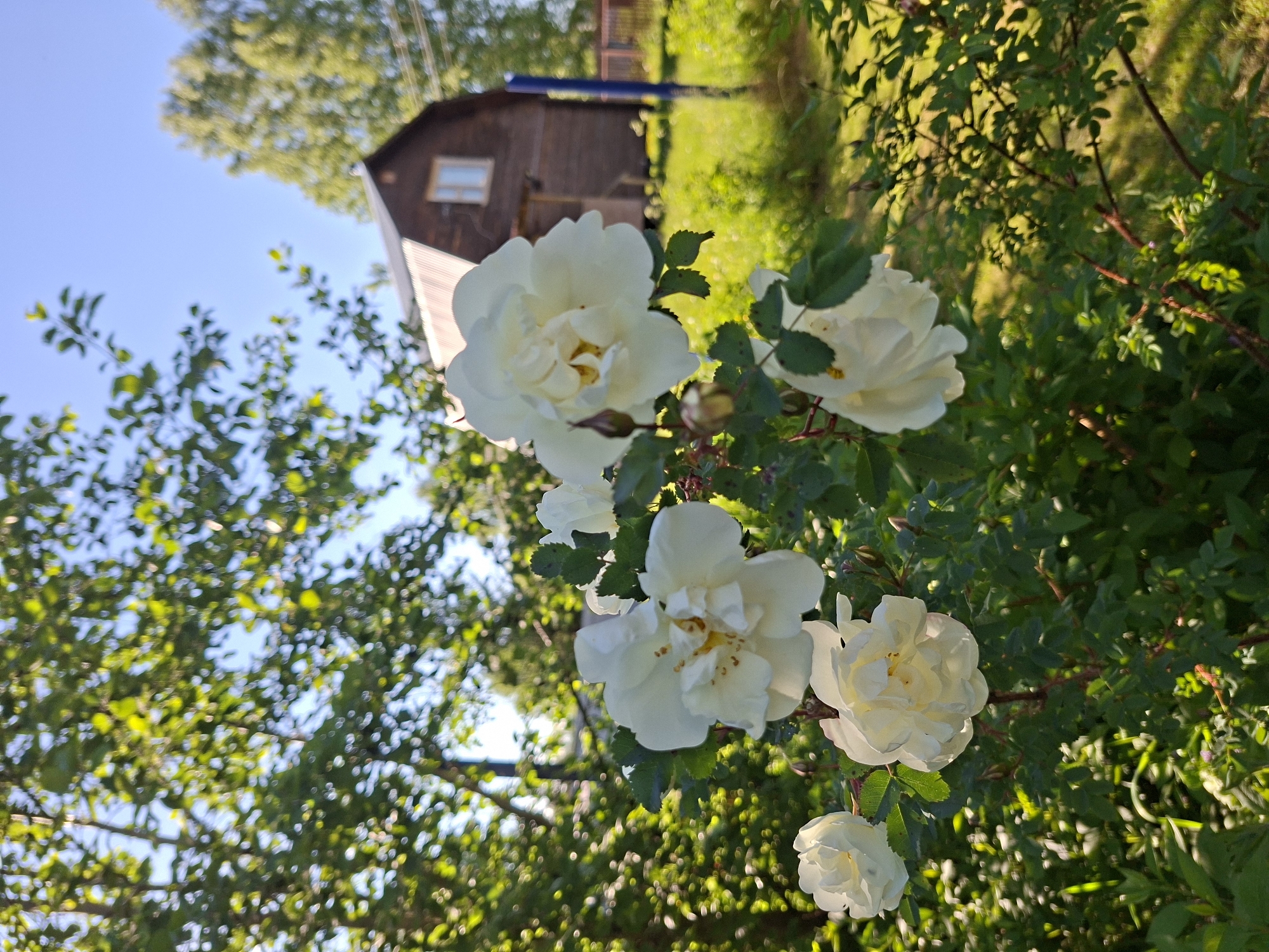 The image, when viewed in its correct portrait orientation, captures a serene outdoor scene featuring white roses in the foreground. Several fully bloomed white roses with distinct yellow centers, along with some buds, are prominently displayed amidst lush green leaves. The roses appear fresh and are bathed in bright, natural light, suggesting a focus on their delicate beauty.
In the mid-ground and background, dense green foliage, including shrubs and trees, creates a vibrant, verdant setting. To the right, partially obscured by the foliage, stands a rustic wooden house. It features a visible light-colored window frame and a section of what appears to be a light-colored, possibly corrugated metal, roof or siding on its lower part. A large, leafy tree dominates the upper left background, set against a clear, bright blue sky.
The strong, warm illumination on the foliage and roses, along with the distinct shadows, indicates either early morning or late afternoon sunshine. The clear blue sky confirms fair weather. The scene conveys a sense of peacefulness and natural beauty, characteristic of a rural or garden setting, consistent with the location context of Kondratovo, Russia. There are no individuals or specific activities depicted. No text is visible in the image.