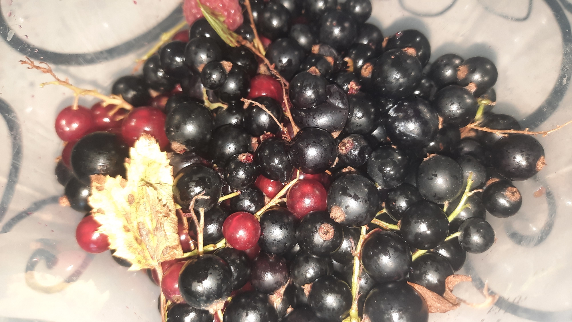 A close-up, top-down view shows a pile of fresh blackcurrants and a few redcurrants. The berries are clustered together on their stems, with some water droplets visible on their surfaces, suggesting they have been recently washed or are naturally moist. A few dried leaves are scattered among the fruit, adding a touch of natural texture. The berries are plump and glossy, with some exhibiting small brown imperfections at their stem ends. The overall impression is one of a fresh harvest, presented in a casual, unarranged manner. The background is a blurred, translucent surface, possibly a plastic container, with indistinct circular patterns visible. This image does not contain any information about the city of Шклоў, Belarus, or any human presence.