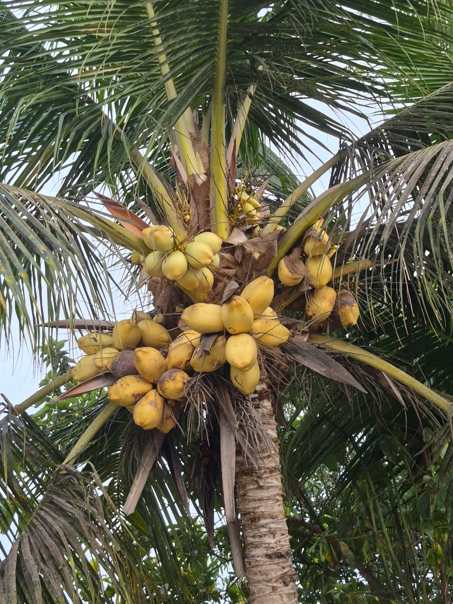 A close-up, low-angle shot captures a cluster of ripe, yellow coconuts hanging from a palm tree in the city of Dukuhrejo, Indonesia. The coconuts are varying shades of yellow and some have brown spots, indicating ripeness. They are clustered together on thick stems, some with fibrous husks visible. The palm tree's fronds, which are a deep green and some appearing dry and brown, surround the coconuts, creating a natural frame. The sky, a pale blue, is visible through the gaps in the fronds. The texture of the palm tree trunk, with its characteristic rough, segmented appearance, is also prominent. The scene is one of natural abundance and the tropical environment of Dukuhrejo.
