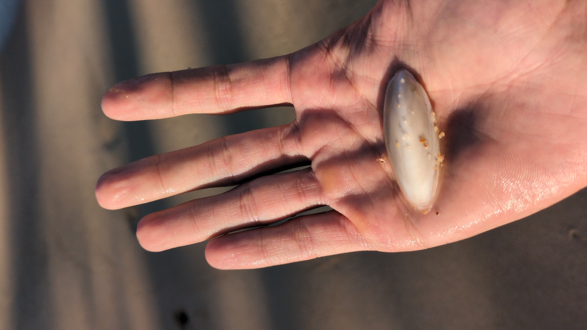 A human hand holds a white, oval-shaped object with some sand particles adhering to it. The hand appears slightly damp. The background shows a sandy surface with shadows. The image likely originates from a beach near South Quy Nhon Ward, Vietnam.
