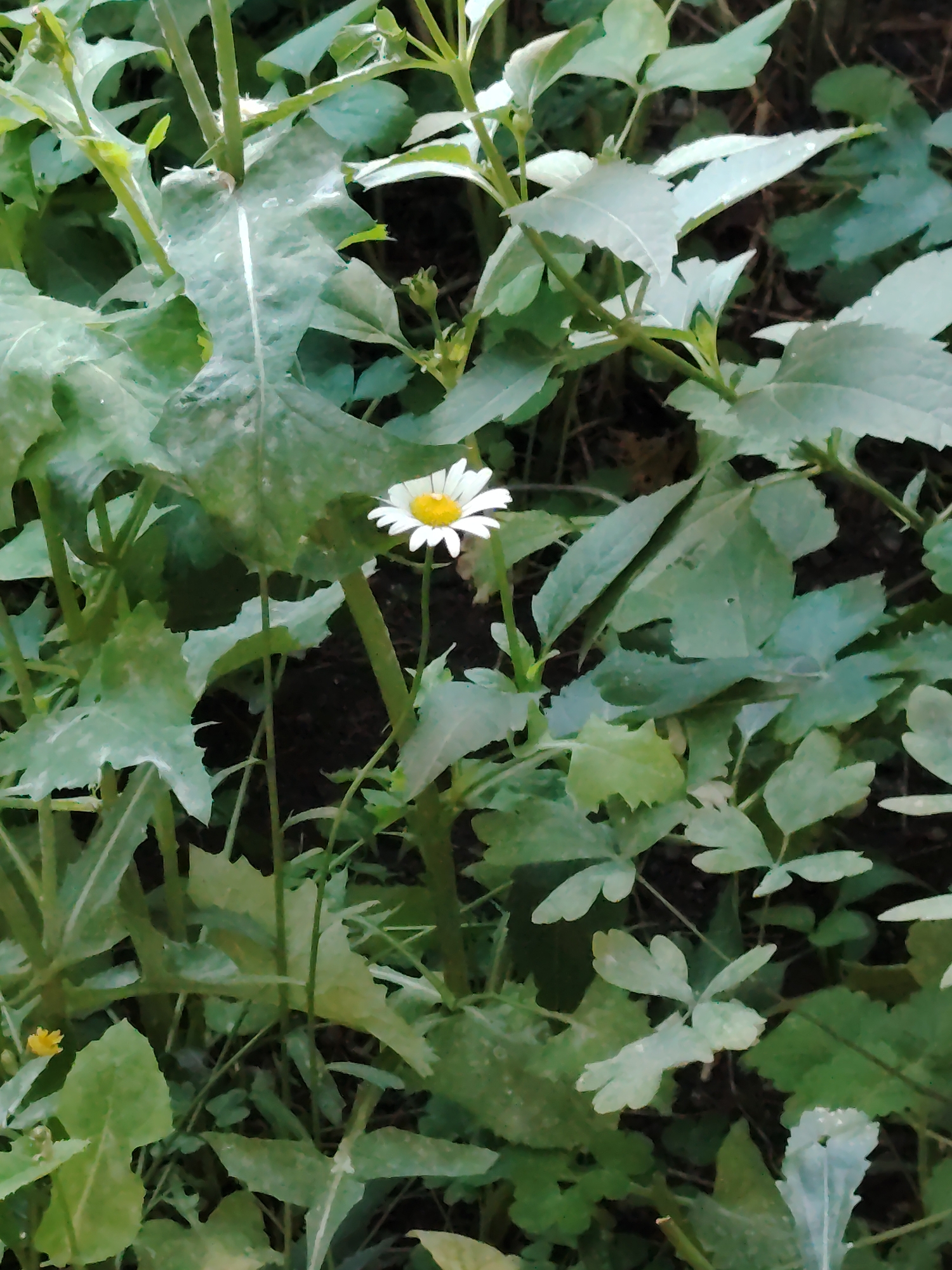 A single daisy with white petals and a yellow center is in focus, surrounded by lush green foliage. The daisy is positioned slightly to the left of the center of the image, on a thin stem. The leaves are varied in shape and size, some large and lobed, others smaller and more delicate. The background is a dark, blurred mix of soil and more greenery, suggesting a natural or garden setting. The lighting appears to be natural daylight, with soft shadows. There are no people or animals visible.