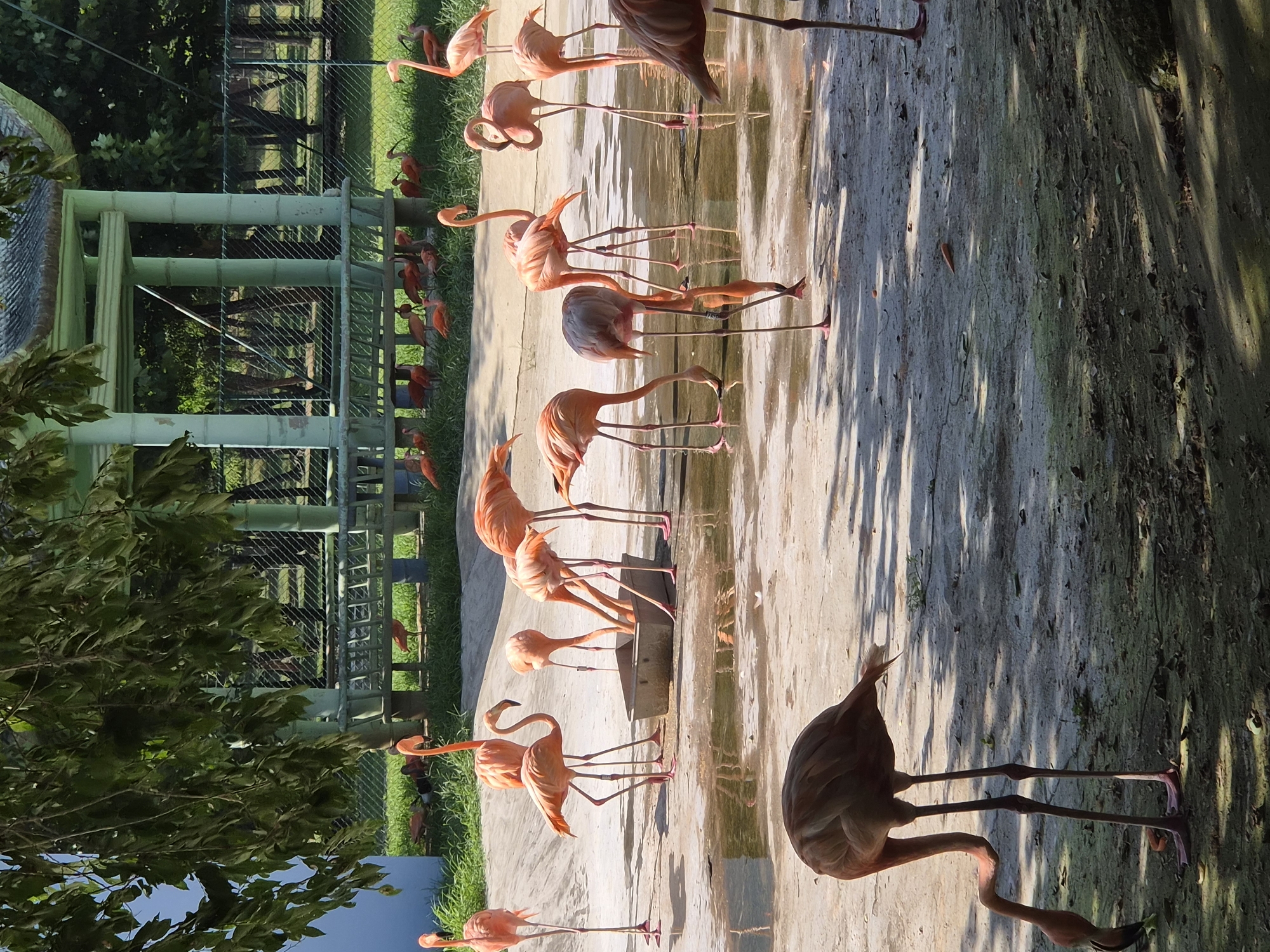 The image depicts a group of flamingos in an outdoor enclosure. The flamingos are predominantly pink and orange, with long, slender legs and necks. Some are standing, while others are bent over, appearing to feed from a shallow pool or trough. The environment includes a paved area with some water puddles, dry earth, and sparse vegetation. In the background, there is a structure resembling a pavilion with white pillars and a green roof, surrounded by trees and a fence. The scene suggests an aviary or a wildlife park. The specific location within the city of Qinhuangdao, China, is not ascertainable from the image itself.