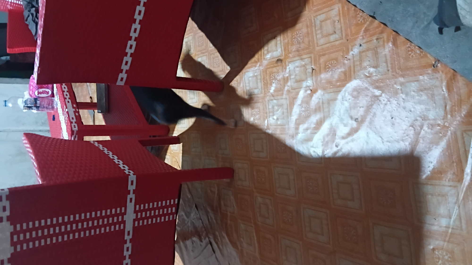 The image depicts an indoor scene, likely a cafe or restaurant in Prabumulih, Indonesia, with a focus on red plastic outdoor furniture. A small, dark-colored animal, possibly a dog, is partially visible beneath a table, its hindquarters and legs showing as it moves. The furniture, consisting of chairs and a table, is bright red and features a white decorative chain-link pattern. On the table, a bottle of water and a pink package, possibly tissues or snacks, are present. The floor is covered with orange tiles that have a repeating square pattern with floral or decorative elements within each square. Shadows cast by the furniture and the animal create a dynamic interplay of light and dark across the tiled floor, with a significant bright white area of reflected light dominating the lower portion of the image. The overall environment suggests a casual, possibly outdoor or semi-outdoor seating area.