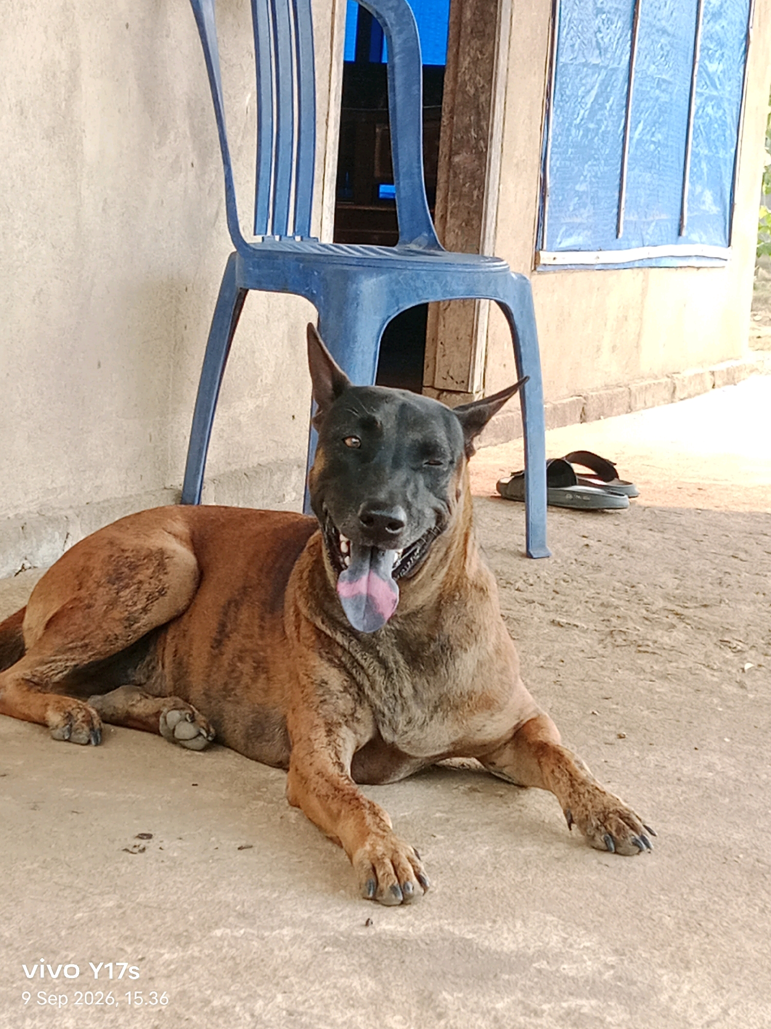 A brindle-colored dog with a black muzzle and dark brown eyes lies on a concrete surface. The dog's tongue is extended, showing a pink and purple underside. The dog is positioned in front of a blue plastic chair. To the right of the chair, a pair of dark-colored sandals are visible. The background consists of a textured wall and a blue tarp covering a window or opening. The scene appears to be outdoors, possibly in a rural or less developed area, given the materials of the structures and the ground. The timestamp in the lower left corner indicates "vivo Y17s 9 Sep 2026, 15:36". This image does not contain any specific landmarks or indicators that would allow for pinpointing a location within Sari Bakti, Indonesia.