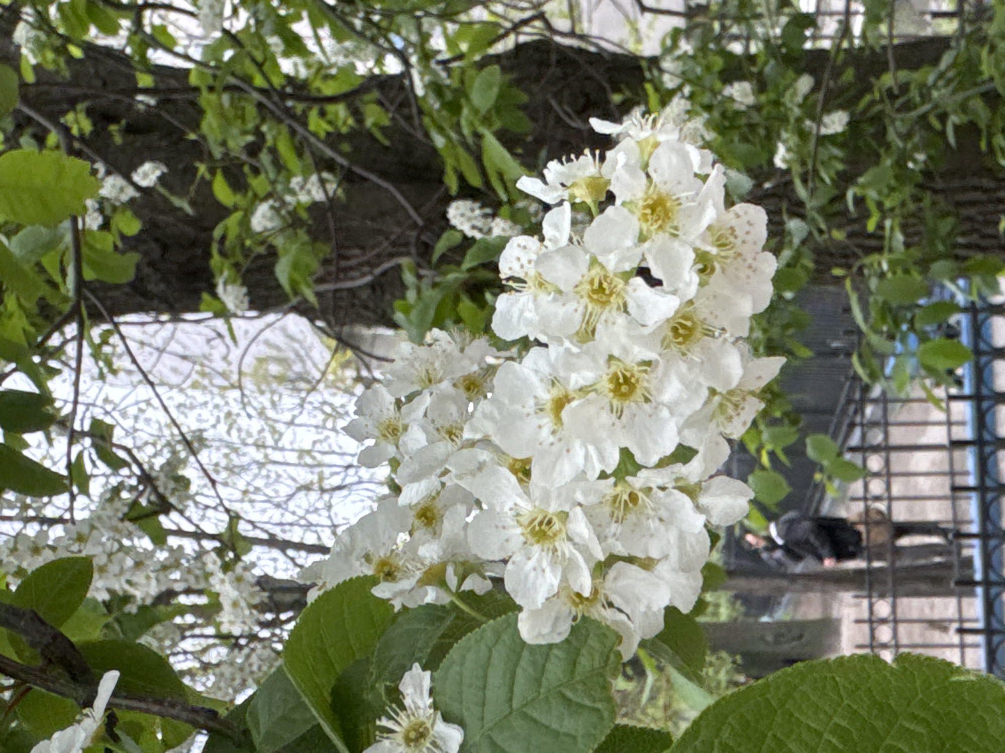 The image shows a cluster of white flowers with yellow centers, likely blooming on a tree branch with green leaves. In the background, there is a suggestion of a city scene, possibly Saint Petersburg, Russia, given the architectural details that are consistent with that city's style. There is a tree trunk with branches and leaves above the flowers, and a glimpse of a building with a metal fence and possibly a person walking on the street can be seen in the background. The image is rotated for an unknown reason.
