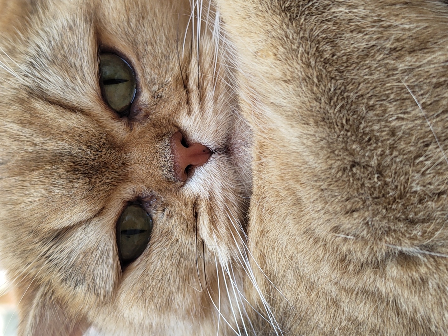 A close-up shot focuses on the face of a ginger cat with green eyes and a pink nose. The cat's fur is light brown and appears fluffy. The background is blurred, suggesting an indoor setting. There are no people or other animals visible in the image, and no specific location in Krasnodar, Russia, can be identified.