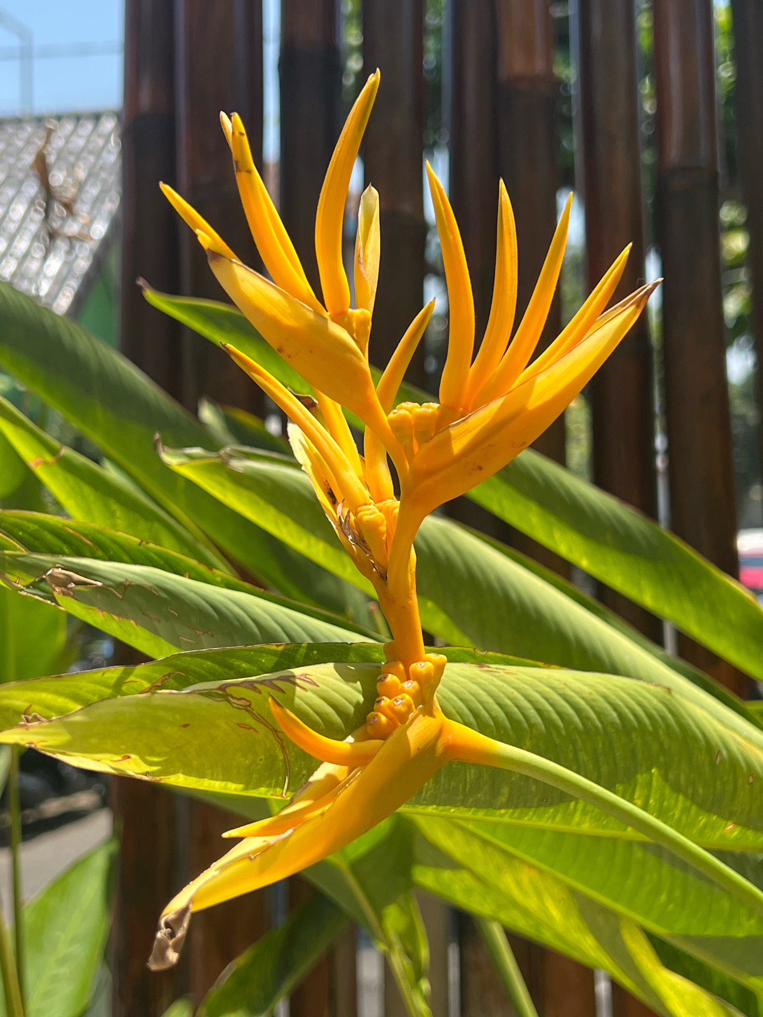 A close-up shot captures a vibrant yellow Heliconia flower in bloom, its delicate petals unfurling against a backdrop of lush green leaves and a blurred bamboo fence. The flower, a symbol of tropical beauty, stands tall on its stem, with smaller buds clustered at its base. Sunlight filters through the leaves, casting dappled shadows and highlighting the intricate details of the plant. The scene, set in the serene city of Sleman, Indonesia, evokes a sense of tranquility and natural splendor. The bamboo fence, a common element in Indonesian architecture, adds a rustic touch to the composition, while the soft focus of the background ensures that the flower remains the undisputed star of the show.