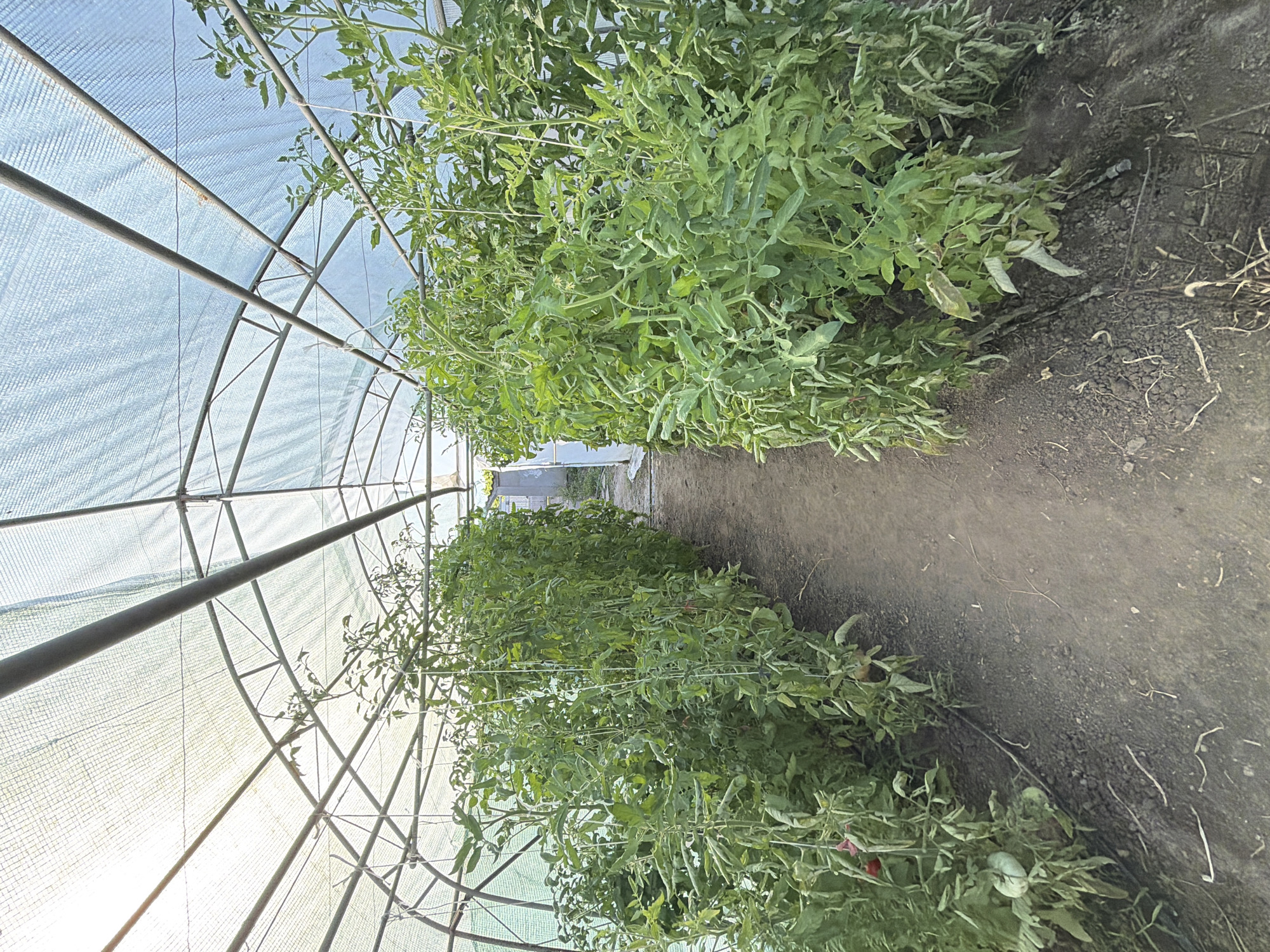 This is a full-frame, eye-level, vertical photograph taken inside a greenhouse in Dolni Dabnik, Bulgaria. The greenhouse is covered with a translucent white material, allowing sunlight to filter through. A metal frame structure supports the covering. The interior is filled with rows of tall, leafy tomato plants, which appear to be growing vertically, supported by strings or ties. The plants have green leaves and some bear fruit, including a few visible red tomatoes and some green, unripe ones. A dirt path runs down the center of the greenhouse between the two rows of plants. The ground is covered with soil, small stones, and some dry plant debris. The overall impression is of a cultivated agricultural environment.