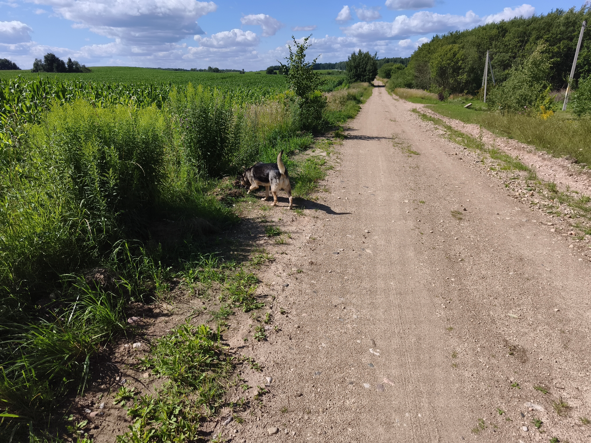 A German Shepherd dog is sniffing the ground next to a dirt road, which stretches into the distance under a bright blue sky with fluffy white clouds. To the left of the road is a lush green cornfield, bordered by tall grass and other vegetation. To the right of the road, trees and bushes form a dense line, with some utility poles visible among them. The scene appears to be set in a rural area, likely Belarus, given the location context. The sun is shining, suggesting it is daytime, and the weather seems pleasant. The dog's posture indicates it is actively exploring its surroundings. There is no visible text in the image.