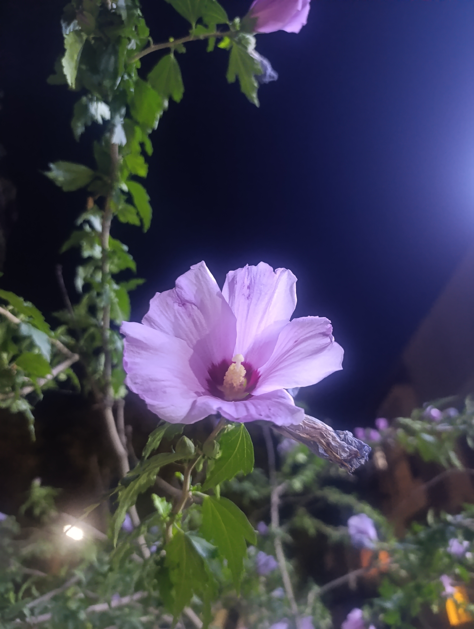 A single, light purple hibiscus flower with a dark pink center is in focus in the foreground of this nighttime outdoor shot. The flower is positioned slightly to the right of center, with its petals spread open and delicate. To the left of the flower, a branch with green leaves is visible. Behind the flower and leaves, the background is a dark, deep blue sky, illuminated by a bright, bluish-white light source on the right, which appears to be a streetlamp. The city of Osh, Kyrgyzstan, is implied as the location through context not present in the image itself. There are no people visible in the image.