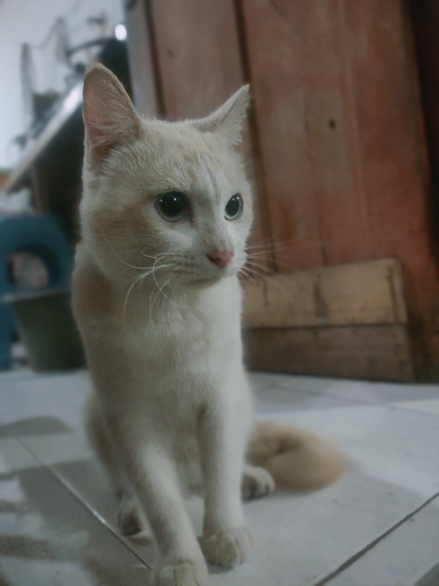 The image shows a light-colored cat sitting on a tiled floor indoors. The cat is facing to the right of the frame, with its head slightly tilted. Its eyes are open and looking forward. The background is blurred but appears to show furniture and a wall. The lighting is dim, suggesting it might be indoors at night or in a low-light environment. The cat's tail is curled up behind it. The scene is a domestic setting, likely within a residential building. There are no people visible in the image. The overall impression is a candid shot of a domestic animal in its environment.
