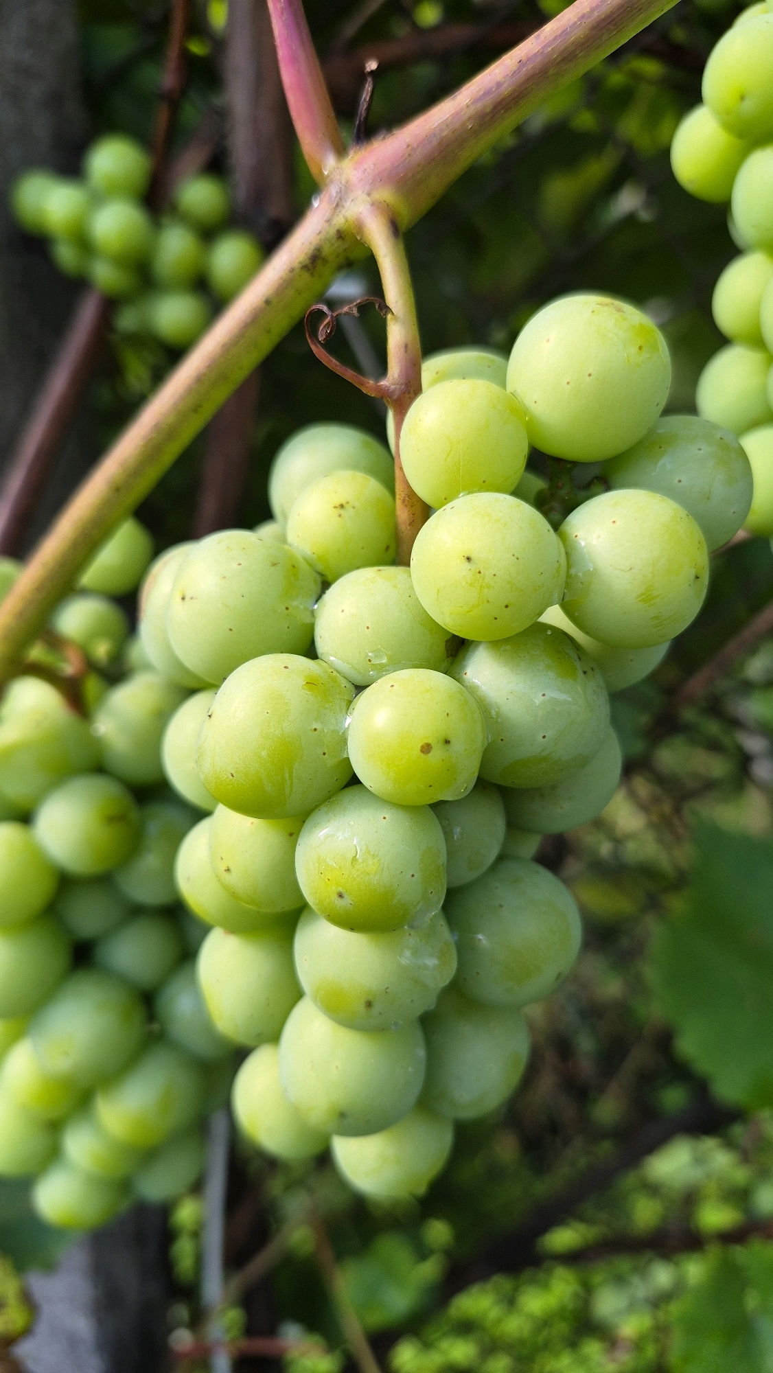 This close-up, vertical, outdoor photograph captures a cluster of unripe green grapes hanging from a vine. The grapes are small, round, and a pale green color, with some exhibiting slight yellowing and small dark speckles. The vine itself is thick and reddish-purple, showing a small, curled tendril on the left side. The background is softly blurred, revealing more green foliage and darker, out-of-focus branches, suggesting a natural, possibly garden or vineyard setting. There is no indication of human presence or activity. The scene is devoid of any specific landmarks or features that would pinpoint its location within the city of Ļūbaste, Latvia. The lighting appears to be natural daylight, with a slight sheen on the grapes suggesting moisture, possibly from dew or recent rain.
