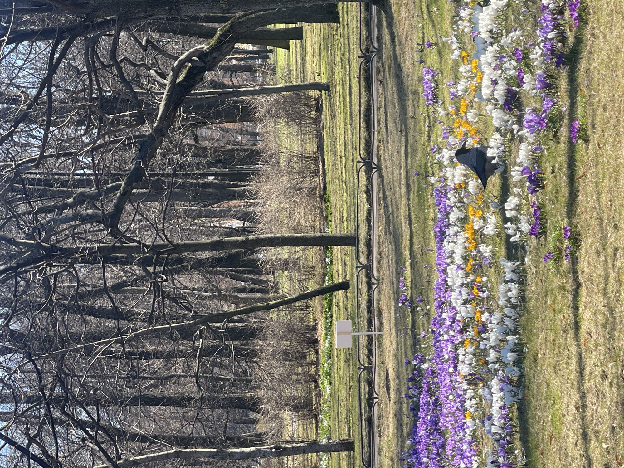 The image depicts a park scene in Saint Petersburg, Russia. A line of purple, white, and yellow crocuses grows along the edge of a lawn. In the background is a wrought iron fence separating the lawn from a wooded area with bare trees. A black bird stands among the flowers. A small white sign is visible near the fence.