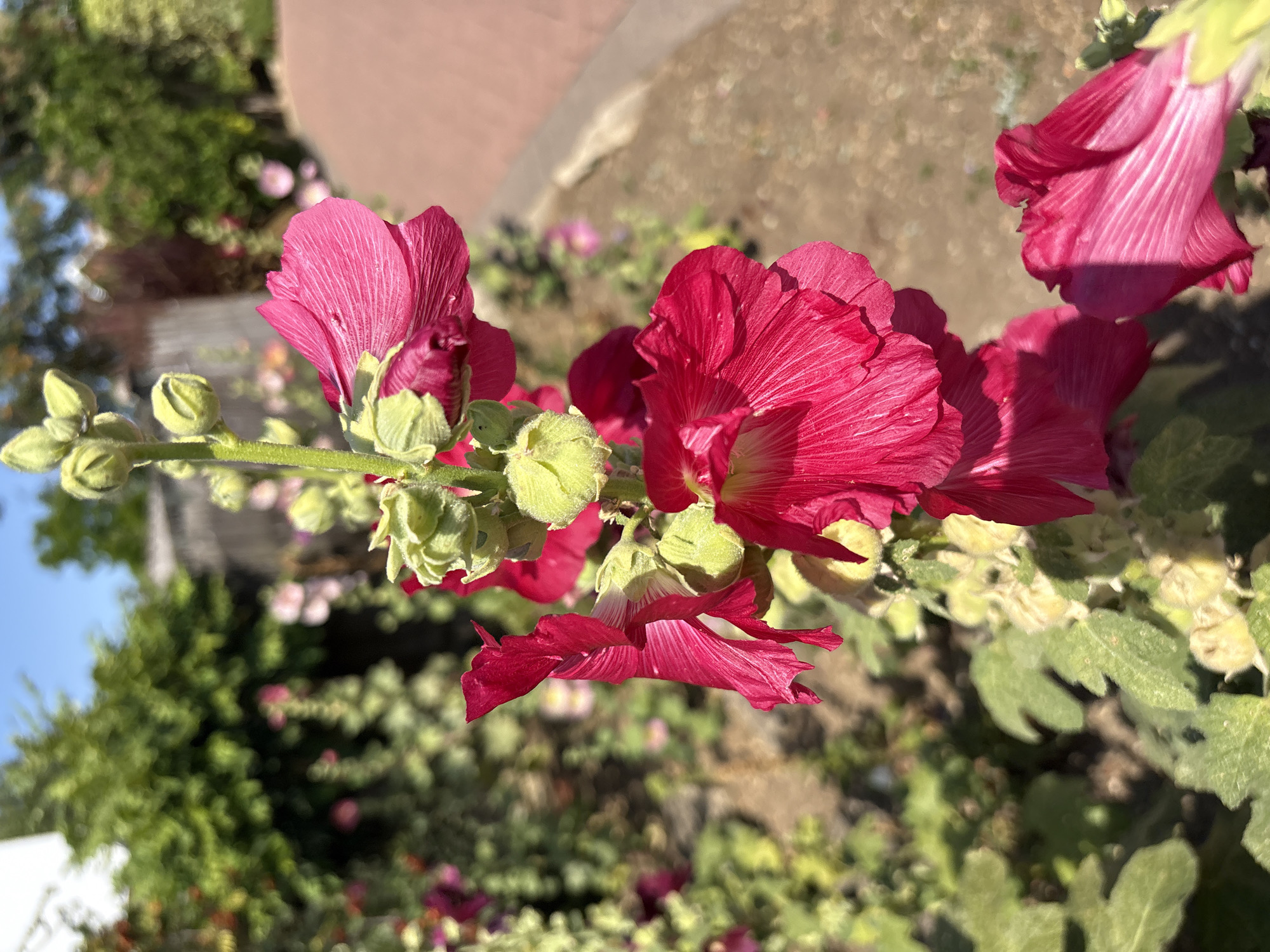 A close-up, vertical shot captures a stalk of bright pink hollyhock flowers in bloom. The flowers are large and trumpet-shaped, with delicate, crinkled petals. Several unopened buds, a lighter green, are visible along the stalk, some still covered in fine hairs. The background is softly blurred, suggesting a sunny day in an outdoor garden. Lush green foliage is visible to the left, while to the right, a reddish-brown brick pathway and a strip of light grey concrete edge the garden. Beyond the garden, a wooden fence and more greenery are discernible. The image does not contain any people or animals, and no actions or interactions are depicted. The scene appears to be a private garden in a suburban or residential area.