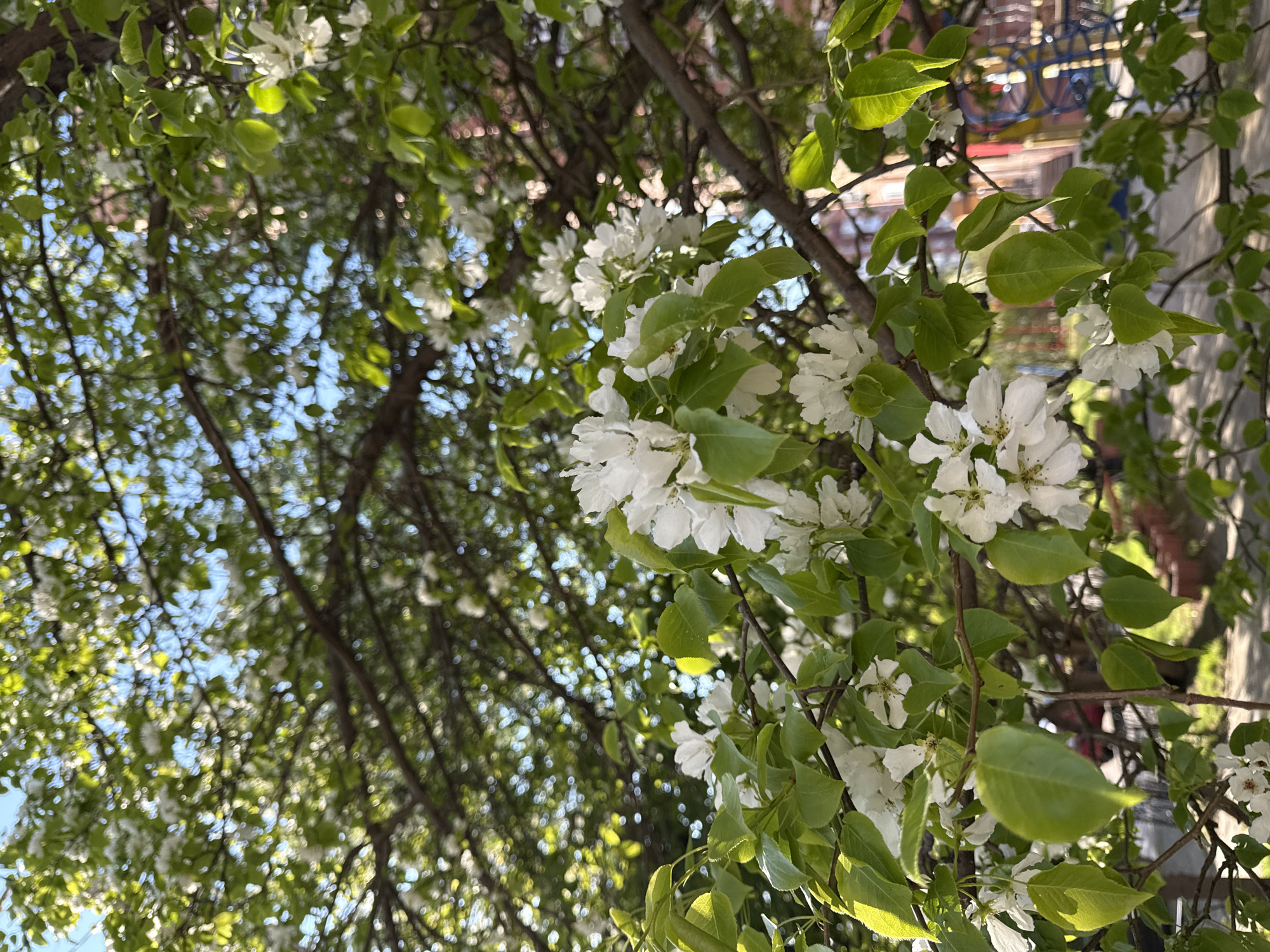 The image depicts a close-up of a tree in bloom. The tree has green leaves and clusters of small white flowers. The branches are brown and visible throughout the frame. Through the leaves and branches, a glimpse of the blue sky is visible. A building, with a blue balcony, can be seen in the upper-right portion of the frame. Based on the identified building the image could have been taken in Krasnoyarsk, Russia.