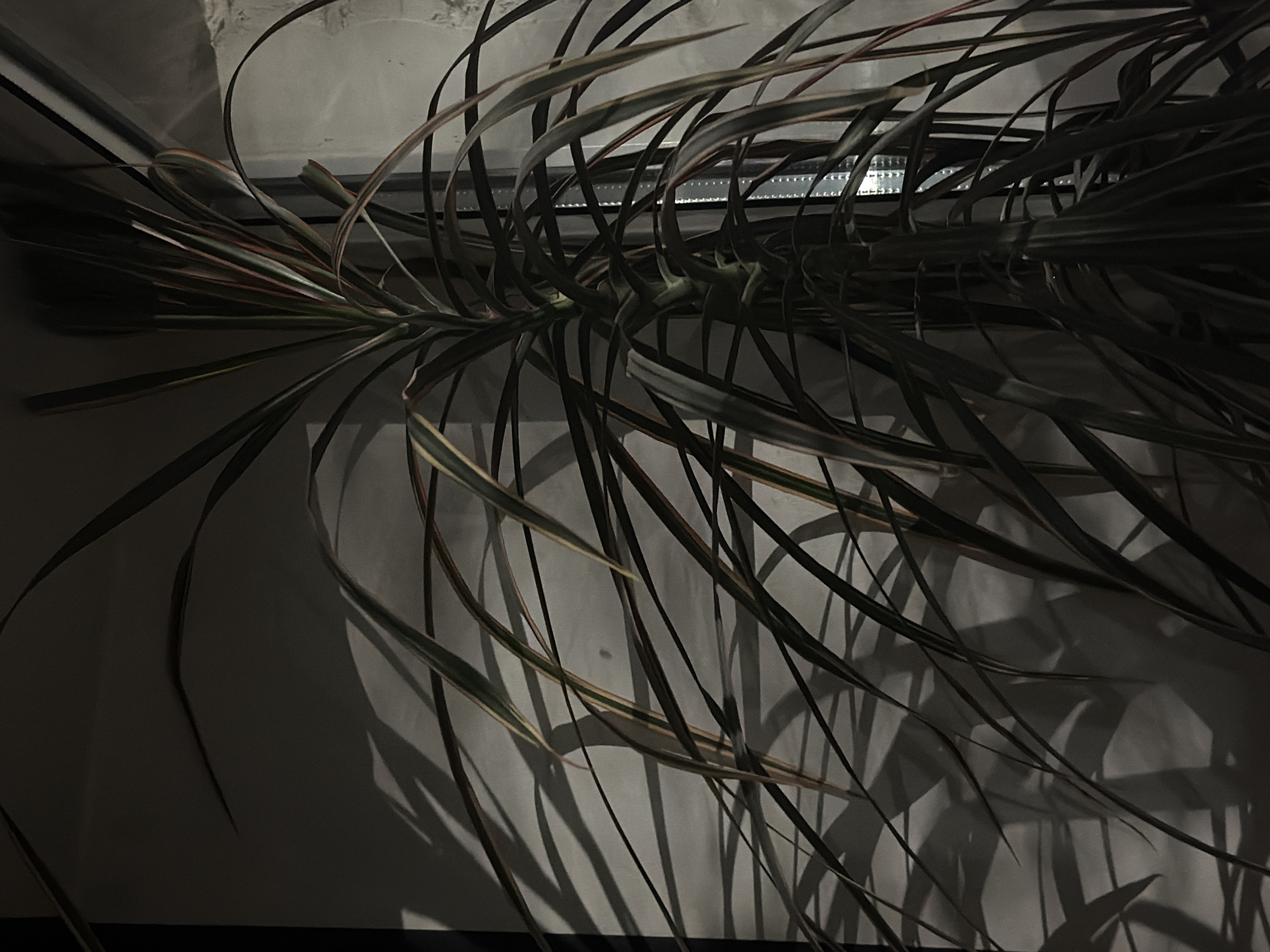 The image shows a dimly lit indoor scene, likely near a window. The subject is a houseplant with long, slender leaves that appear to be a variety of Dracaena. The leaves cast distinct shadows on a wall. The lighting is uneven, with strong contrast between light and dark areas. A bright light source is visible through the window, suggesting an artificial light source or possibly dawn. The image does not contain any information about the location in Staraya, Russia, or any people, actions, or interactions.