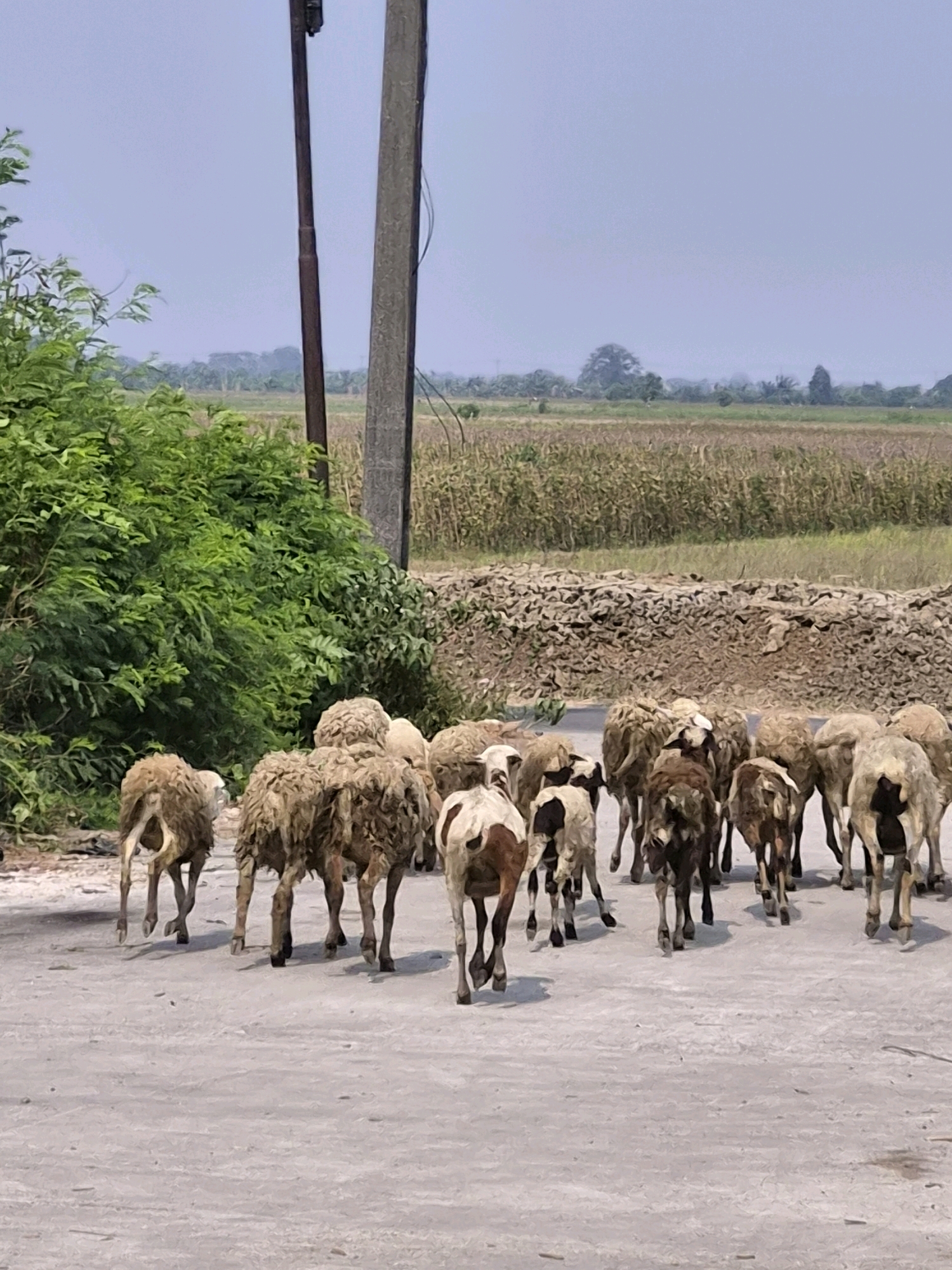 A herd of sheep walks on a dirt road in Srimahi, Indonesia. The sheep are mostly brown and white, with some appearing to be lambs. They are walking away from the camera, towards a field of crops. In the background, there are trees and a fence. There is also a utility pole on the right side of the image. The sky is clear and blue.