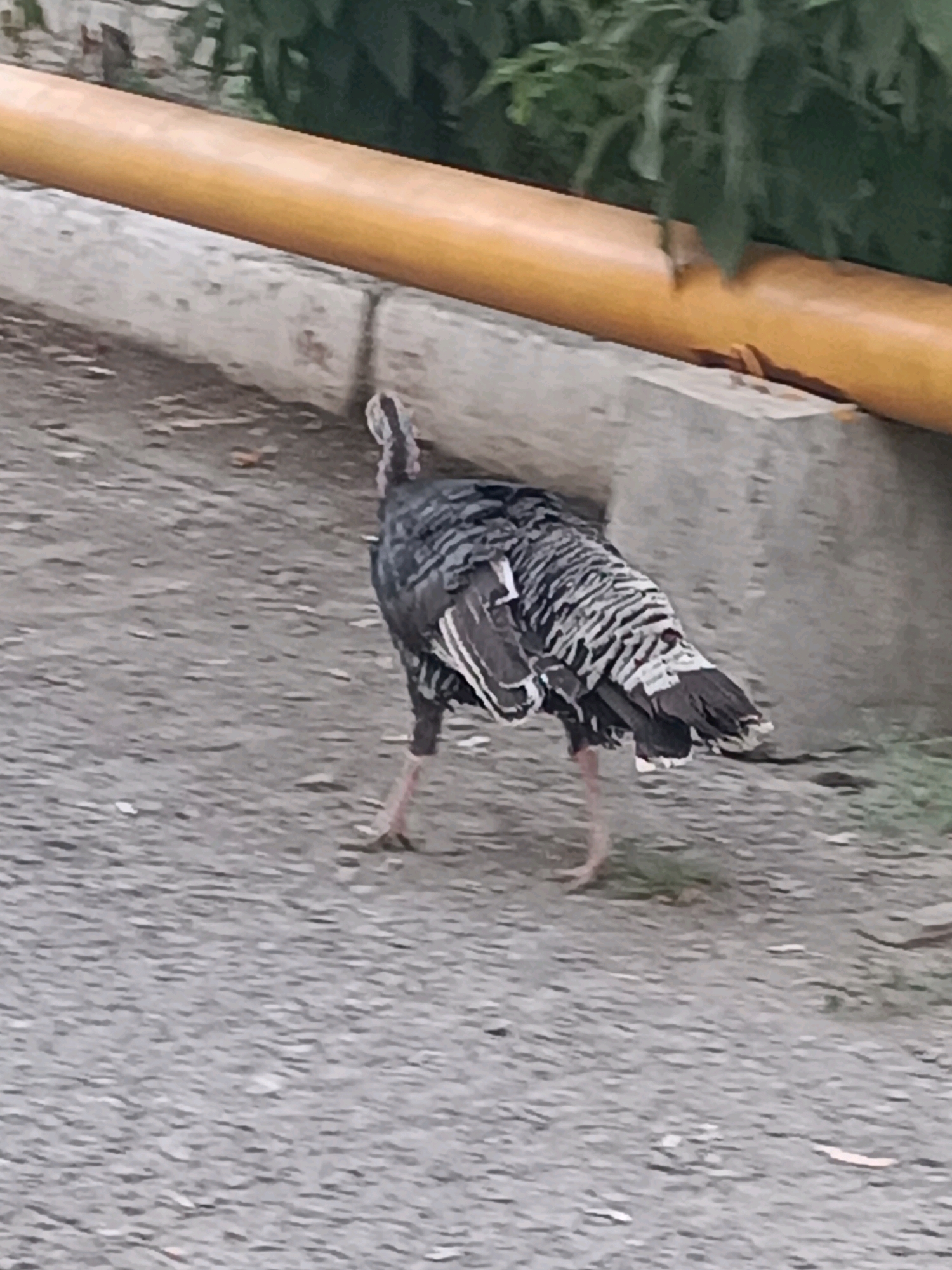 A turkey stands on a paved surface, facing away from the camera. The turkey is dark gray and white with black stripes on its wings. It has pink legs and feet. The ground is gray asphalt with some small rocks. In the background, there is a concrete curb and a yellow pipe. Green foliage is visible behind the pipe. The image appears to have been taken outdoors in an urban or suburban setting.