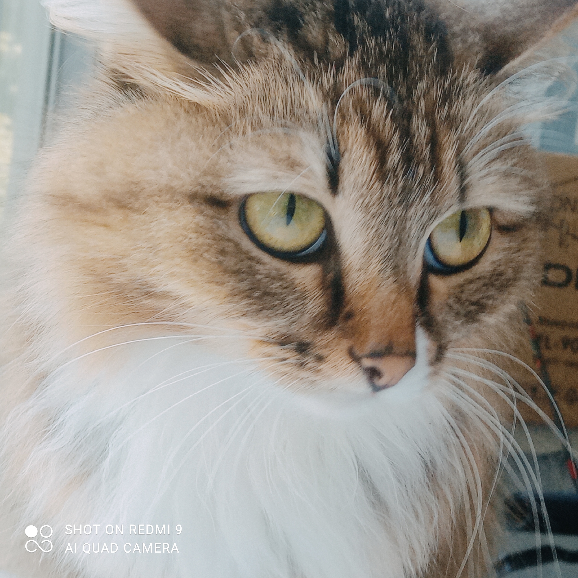 This is a close-up, portrait-style photograph of a cat's face. The cat has striking green eyes with vertical pupils and a mix of brown, black, and tan fur, accented by a fluffy white ruff around its neck and chin. Its whiskers are long and white. The background is out of focus, showing a blurred suggestion of a patterned surface, possibly cardboard or fabric, and a hint of a light-colored vertical element, potentially a window frame or curtain. There are no humans present in the image, and no discernible elements place the image specifically within Chaikovsky, Russia. The only visible text reads "SHOT ON REDMI 9 AI QUAD CAMERA" in the lower left corner, indicating the device used to capture the photograph.