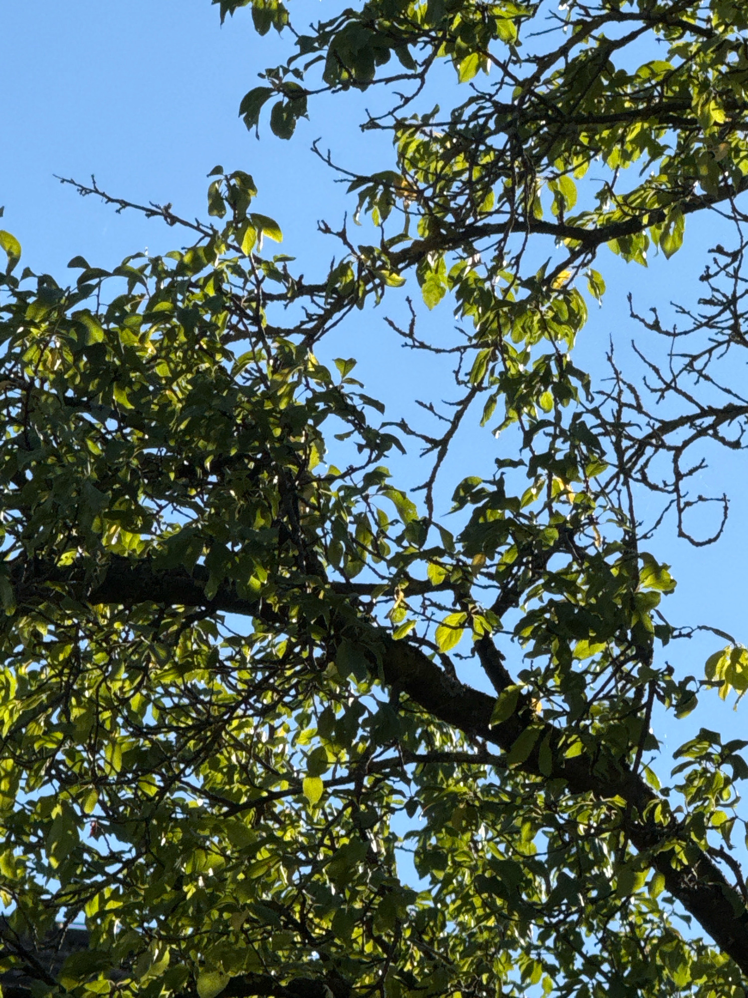 A medium shot captures a tree with green leaves and dark branches against a clear blue sky. The sunlight filters through the leaves, creating a dappled effect. The perspective is from below, looking up into the canopy of the tree.