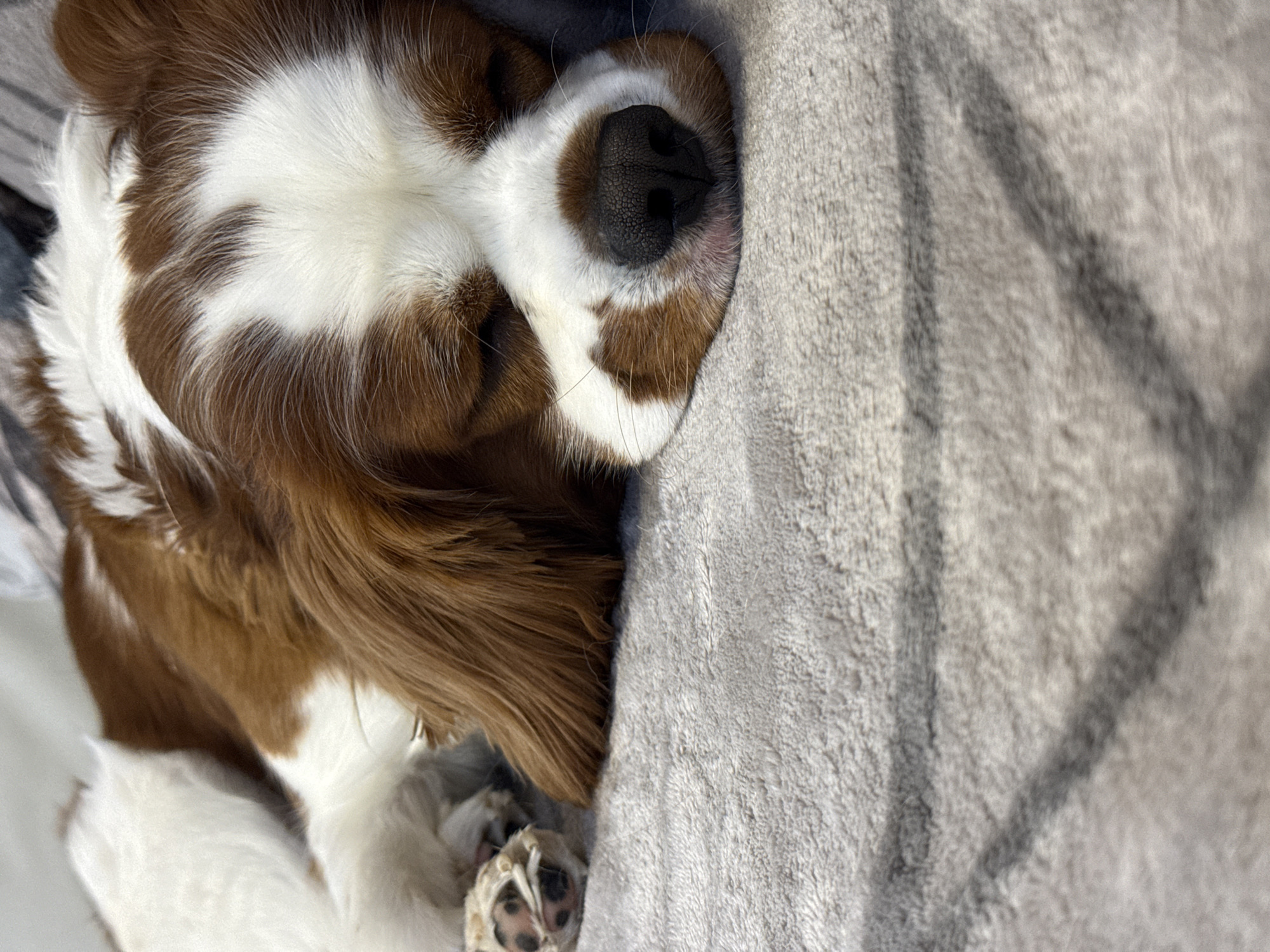 A close-up shot shows a brown and white dog sleeping on a gray textured surface. The dog's head is resting on the surface, with its eyes closed and nose prominent. A portion of its paw is visible on the left side of the frame. The background is a soft, fuzzy gray material with a subtle pattern. The lighting suggests an indoor setting. The location in the city of Dobrich, Bulgaria is not discernible from the image.