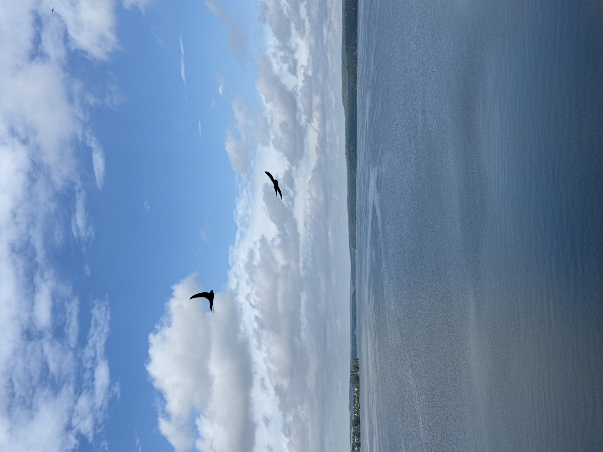 This media file depicts a scenic view of a body of water and the sky, likely taken in Votkinsk, Russia. The image is oriented vertically, with the sky occupying the left half and the water and a tree-lined shore on the right.
The sky is a vibrant blue, dotted with numerous fluffy white clouds. Two silhouetted birds are captured in mid-flight against this backdrop. One bird is positioned higher and further back, while the other is closer and lower, appearing to be diving or gliding.
The right side of the image is dominated by a large expanse of water, appearing calm with subtle ripples. The far shore is lined with a dense forest, and in the distance, there are hints of a shoreline with some structures, suggesting a settlement or town.
The lighting suggests it is daytime, likely late morning or afternoon, given the brightness of the sky and the clear visibility. The weather appears to be fair, with the clouds indicating a pleasant day. There is no visible text within the image. The overall mood conveyed is one of tranquility and natural beauty, highlighting the birds' freedom in the expansive sky and over the serene water.
