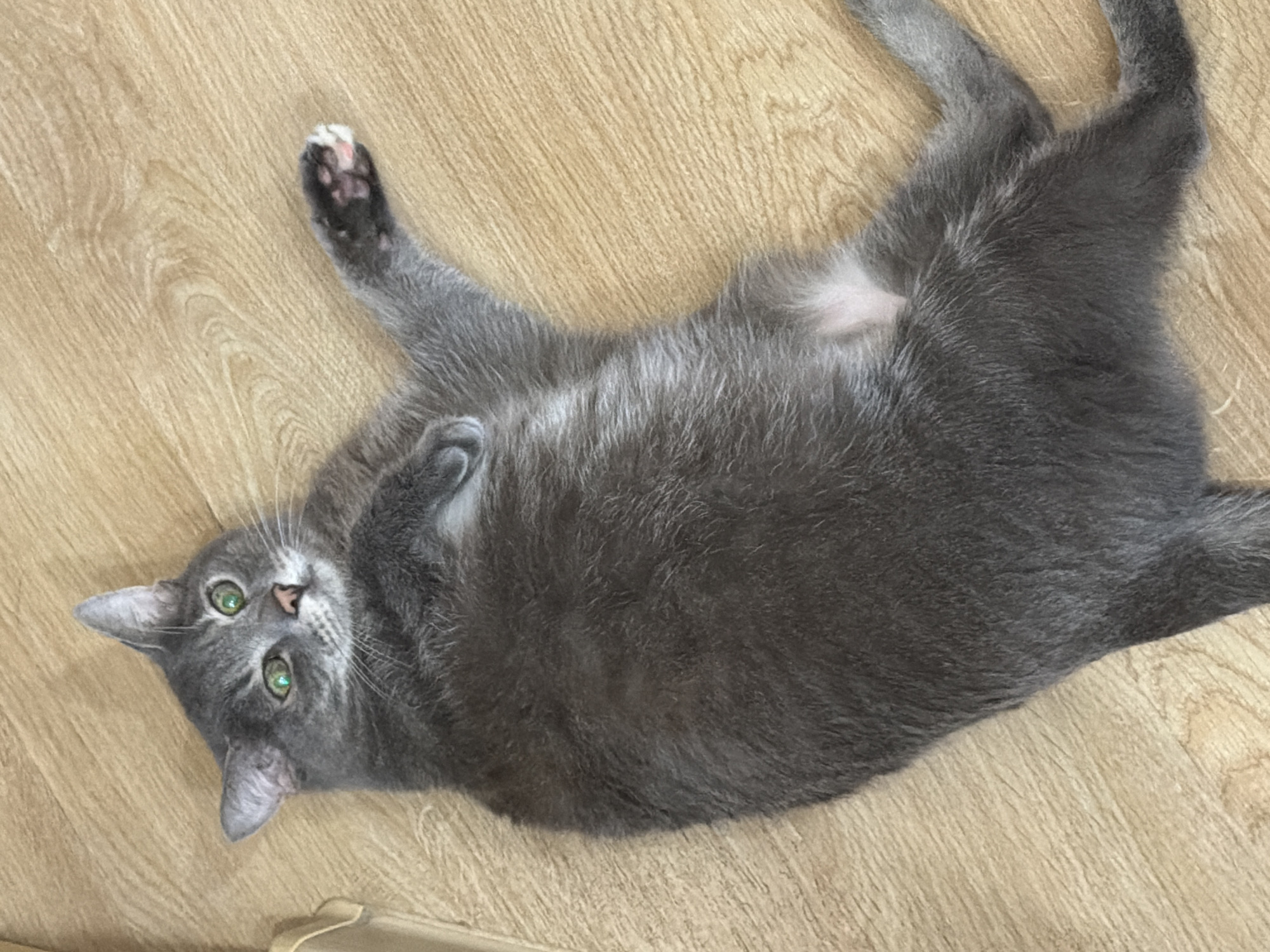 A full body shot, taken from a high angle, shows a grey cat lying on its back on a light brown wooden floor. The cat is in the center of the frame, with its paws extended and its belly exposed. Its eyes are a bright green, and its ears are perked up. The cat's fur is short and sleek. The floor is made of wooden planks, with a visible wood grain pattern. The lighting is bright and even, suggesting it is daytime. The image appears to be taken indoors, possibly in a home. There are no people or other animals visible in the image. There is no information that can place this image in Solikamsk, Russia.