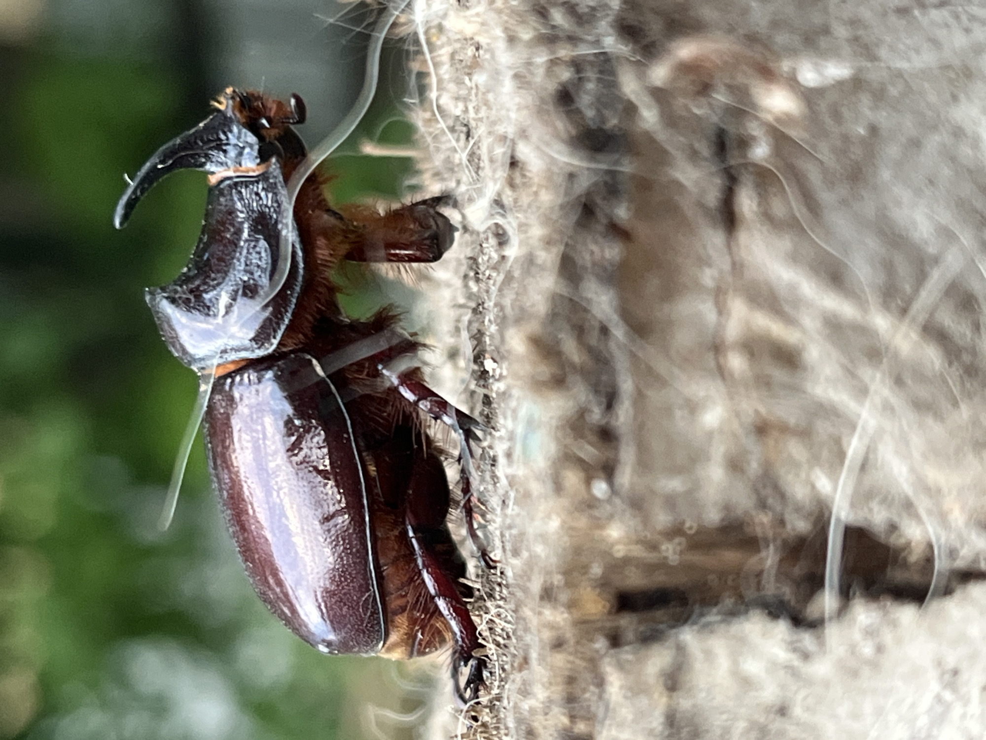 A male rhinoceros beetle is perched on a rough, weathered piece of wood. The beetle is dark brown and shiny, with a prominent horn protruding from its head. Its legs are a reddish-brown, and it appears to be in motion, with its legs positioned as if walking. The background is softly blurred, showing green foliage, suggesting an outdoor environment. There is a wispy, light-colored substance, possibly spider silk or fine debris, creating streaks across the image, particularly in the foreground and around the beetle. The image is a close-up, focusing on the insect and the texture of the wood. The location is identified as Krasnyye Barrikady, Russia.