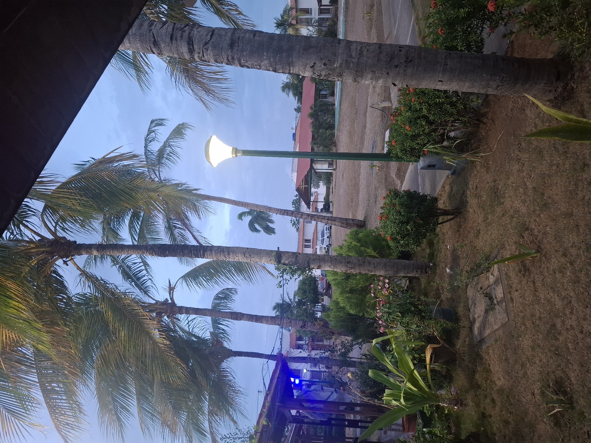 The image depicts a scene in Juan Griego, Venezuela. A row of palm trees dominates the left side of the frame, their fronds reaching towards the sky. A green lamppost stands upright among the foliage. Behind the trees and plants, buildings are visible in the background. The ground cover appears to be a mix of grass and other vegetation. A partially obscured structure with blue lights is situated in the lower part of the frame.