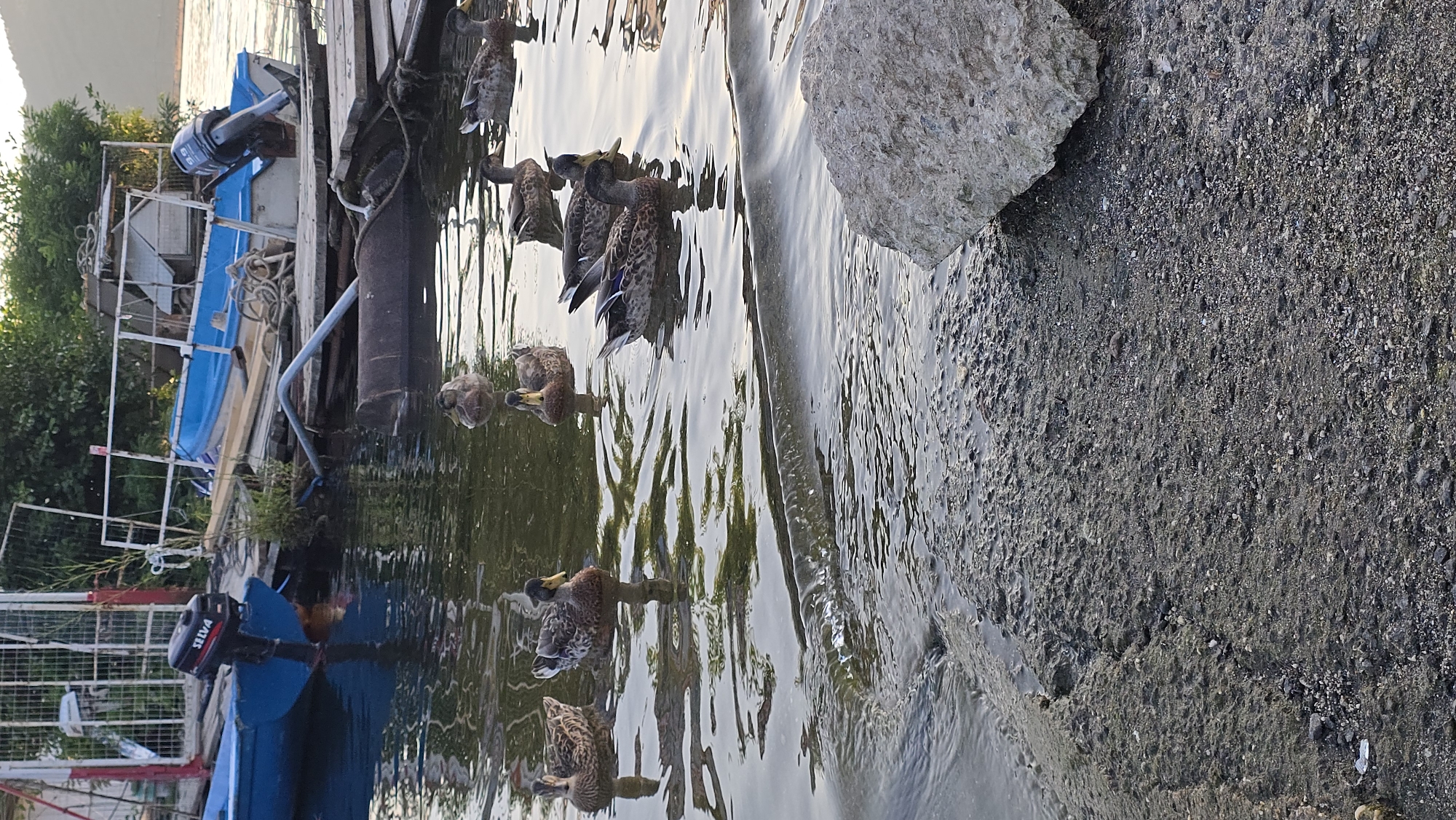 The image depicts a tranquil scene at the riverbank in Enchets, Bulgaria, during the golden hour. Several mallard ducks are swimming in the calm water, their reflections creating a soft ripple effect. In the background, two boats are docked, one a small blue motorboat with a "SELVIA" outboard engine, and another larger, partially obscured vessel. Wooden planks form a makeshift dock, and a large, rough-hewn stone sits prominently in the foreground, adding a natural element to the otherwise man-made structures. The water is clear, revealing the rocky riverbed beneath. The overall impression is one of peaceful coexistence between nature and human activity.