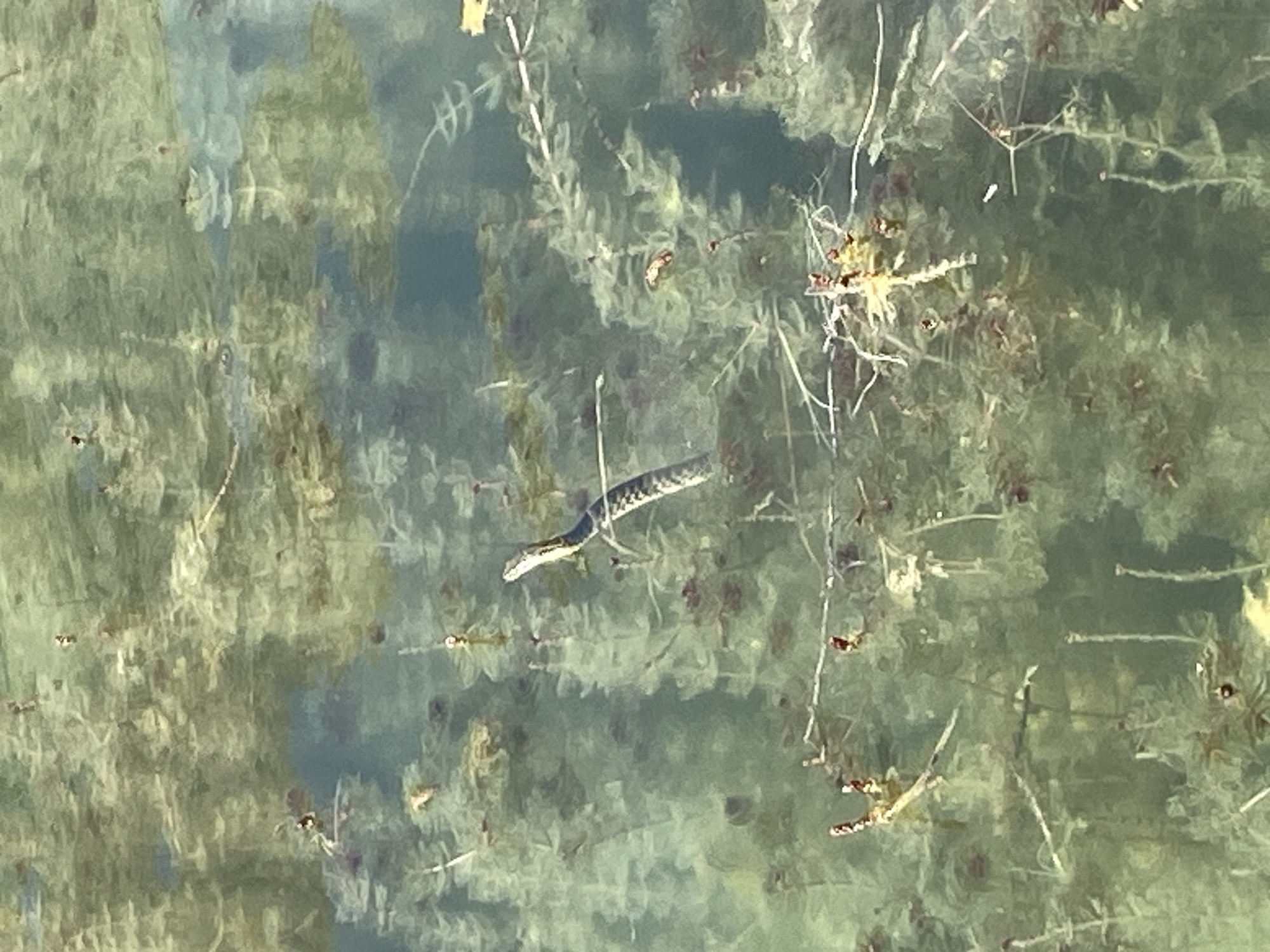 A snake swims in murky green water. The water is filled with aquatic plants, creating a dense, textured background. The snake is positioned in the center of the frame, with its body undulating through the water. Its scales are visible, showing a patterned dark and light coloration. The overall scene is natural and appears to be a snapshot of wildlife in its habitat. The location in the city of Ghazza, Tajikistan is not discernible from the image.