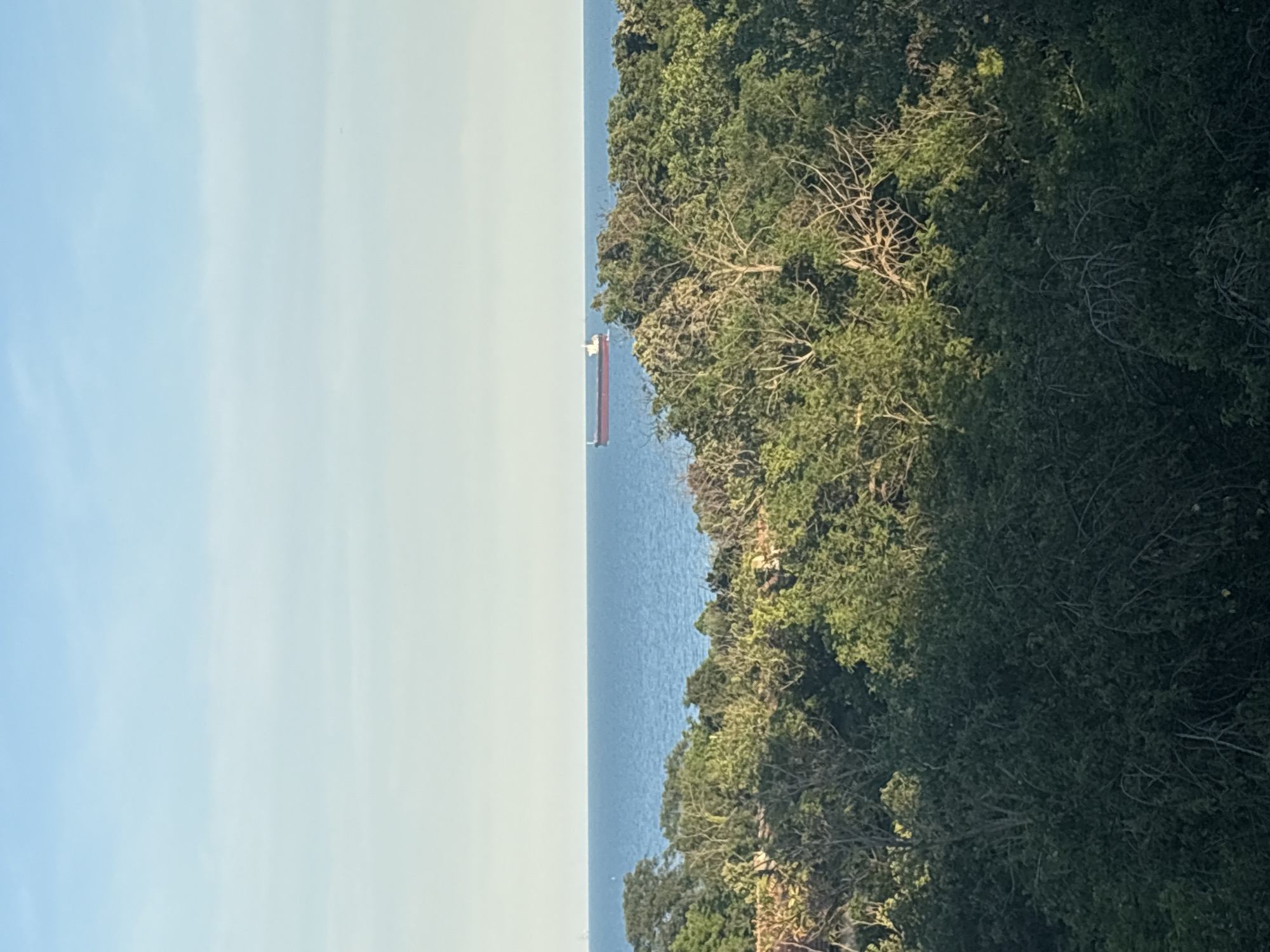 An aerial view shows a body of water and a dense forest. The sky is a clear light blue. A large cargo ship with a red hull and white superstructure is visible on the water, far in the distance. The trees in the foreground are lush and green, with some bare branches visible among the foliage. The sun is shining, casting dappled light on the trees. The scene suggests a serene coastal or lakeside environment.
