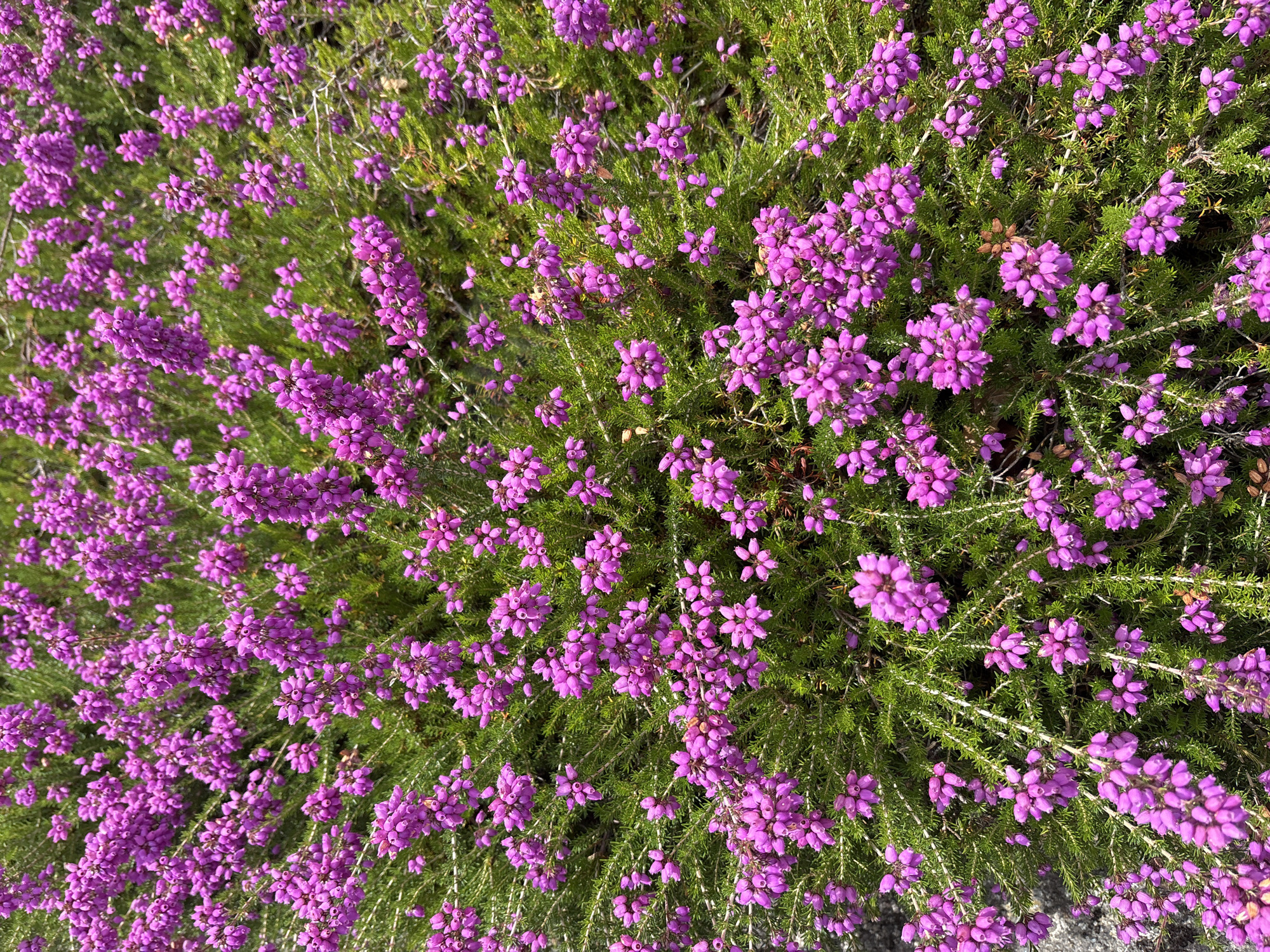 The image displays a close-up, overhead view of a dense patch of blooming heather plants. The heather is characterized by numerous small, vibrant pink to purple bell-shaped flowers clustered along slender green stems. The foliage is fine and needle-like, creating a lush, textured backdrop for the blossoms. The lighting suggests a bright, sunny day, casting subtle shadows within the plant mass. The background is predominantly green foliage, with a hint of grey stone visible in the lower left quadrant, possibly indicating a natural or garden setting. There are no people or animals present in the image. The scene is a detailed botanical study of flowering heather.