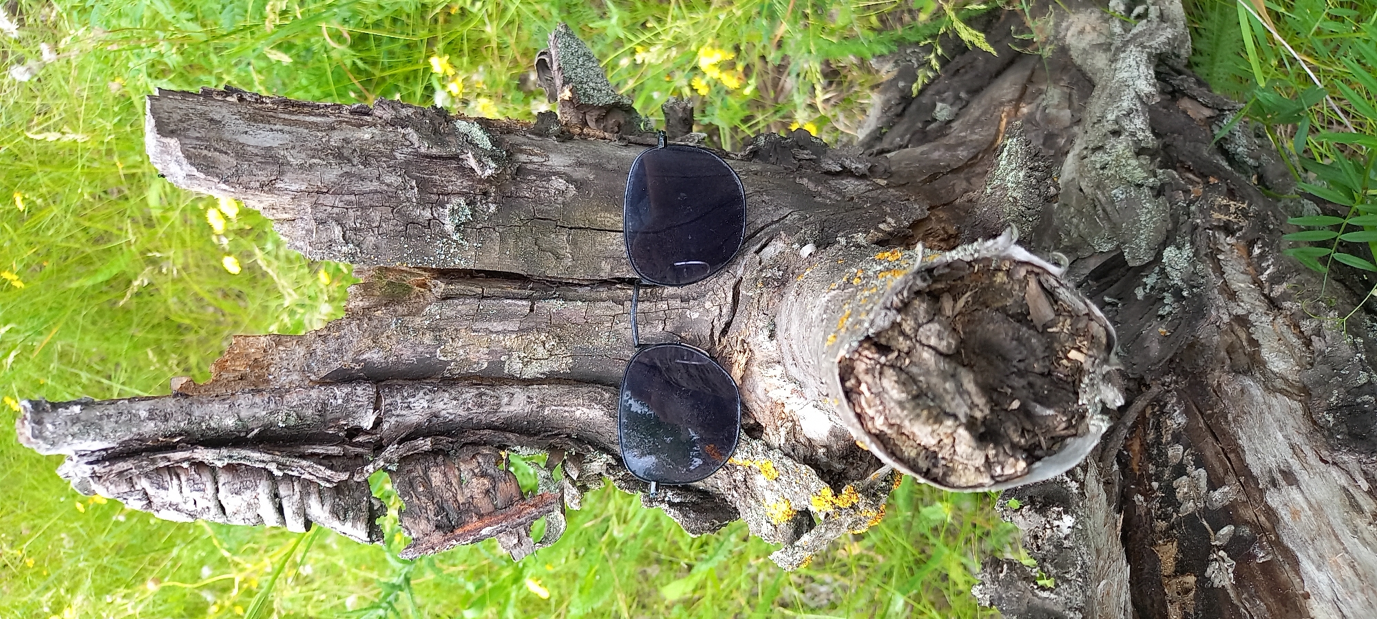 This outdoor image, captured in Zolota Poliana, Ukraine, presents a close-up still life featuring a pair of dark, clip-on sunglasses resting on a weathered, decaying log. The log, a prominent subject, displays rough, deeply fissured bark in various shades of gray and brown, with visible patches of pale green and bright yellow lichen indicating its age and exposure to the elements. One end of the log, visible on the right, is hollowed and splintered, revealing its internal, decaying wood structure.
The background consists of soft-focus, vibrant green grass and scattered small yellow wildflowers, suggesting a natural, overgrown environment like a meadow or forest edge. The bright, natural lighting indicates it is daytime, likely sunny. The scene evokes a sense of tranquility and an intimate connection with nature, with the man-made object temporarily placed within the wild setting. No people are visible, and there is no discernible text in the image.