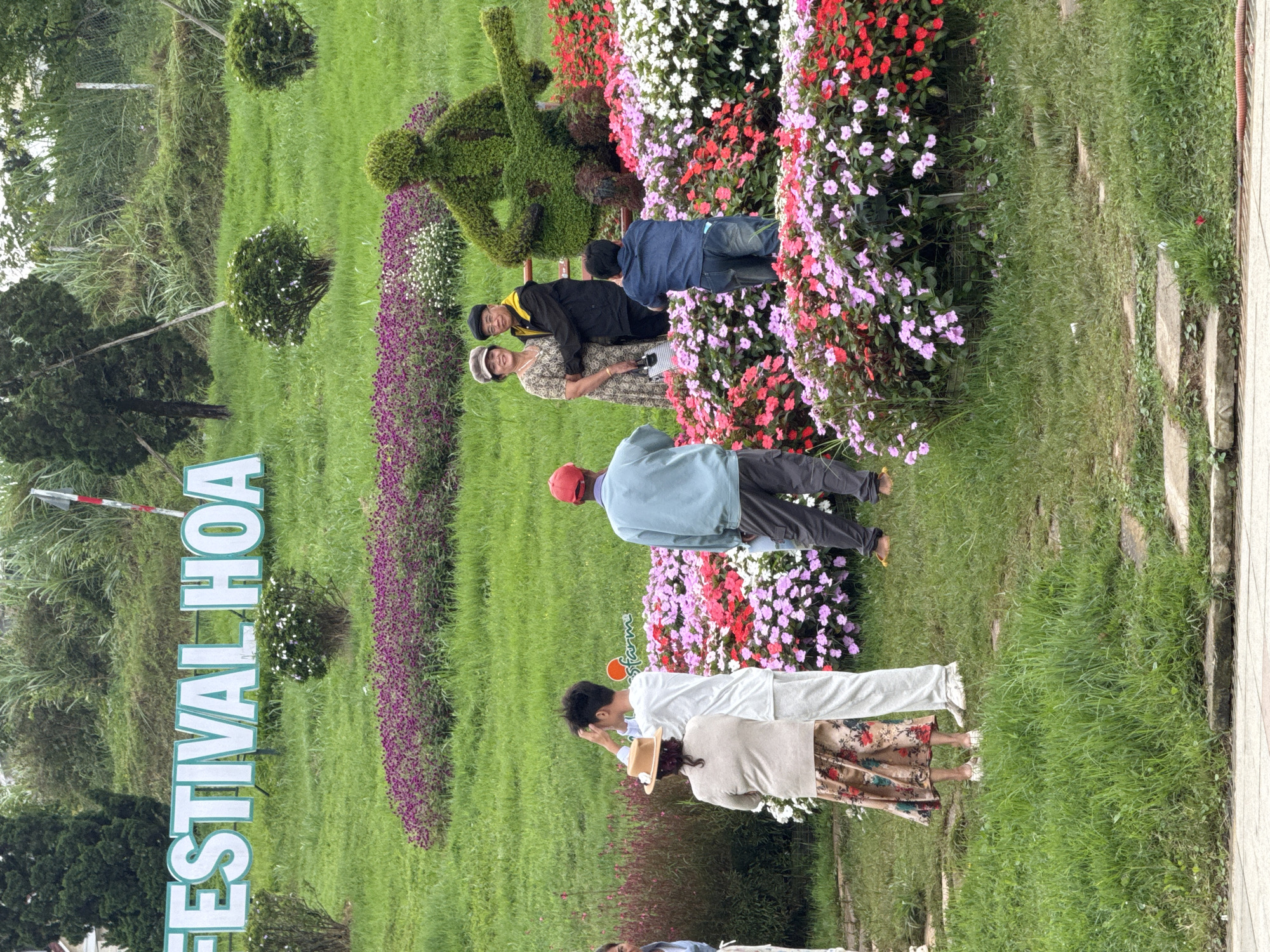 The image depicts a vibrant outdoor scene at a flower festival, likely in Da Lat, Vietnam, during daytime with soft, possibly overcast, lighting. The setting is a large, well-maintained garden or park characterized by lush green lawns, numerous colorful flower beds, and ornamental topiaries.
In the mid-ground, a prominent topiary sculpture shaped like a person playing a stringed instrument, possibly a guitar, stands amidst red, pink, and white flowers. Surrounding this are extensive flower beds featuring blossoms in shades of red, pink, purple, and white, creating a vivid display. Smaller, round topiary bushes are also scattered across the green spaces.
Several individuals and small groups of people are present in the garden. Towards the left, an older couple, with the man wearing a black hat and jacket over a yellow shirt and the woman in a patterned dress and light hat, stands near the large topiary. Behind them, a man in a blue shirt and jeans observes the flowers. Further to the right, a man in a light blue shirt and red cap is visible, facing away from the camera. In the foreground, another couple, with the man in white clothing and the woman in a floral skirt and beige top wearing a straw hat, appears to be admiring the view. A stone path or steps can be seen on the far right edge of the image.
A large, white sign with prominent letters spelling "FESTIVAL HOA" (Vietnamese for Flower Festival) is clearly visible on the left side of the scene, confirming the event's nature. The overall impression is one of a peaceful and engaging public event where visitors are enjoying the beauty of cultivated flora.