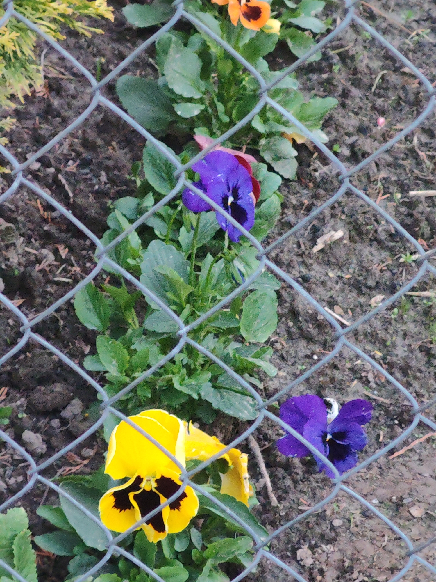 A close-up, medium-shot photograph taken outdoors shows three violas, orange, purple, and yellow, growing in a row behind a chain-link fence. The ground is dark soil. The fence partially obscures the view of the flowers. The location is unknown.