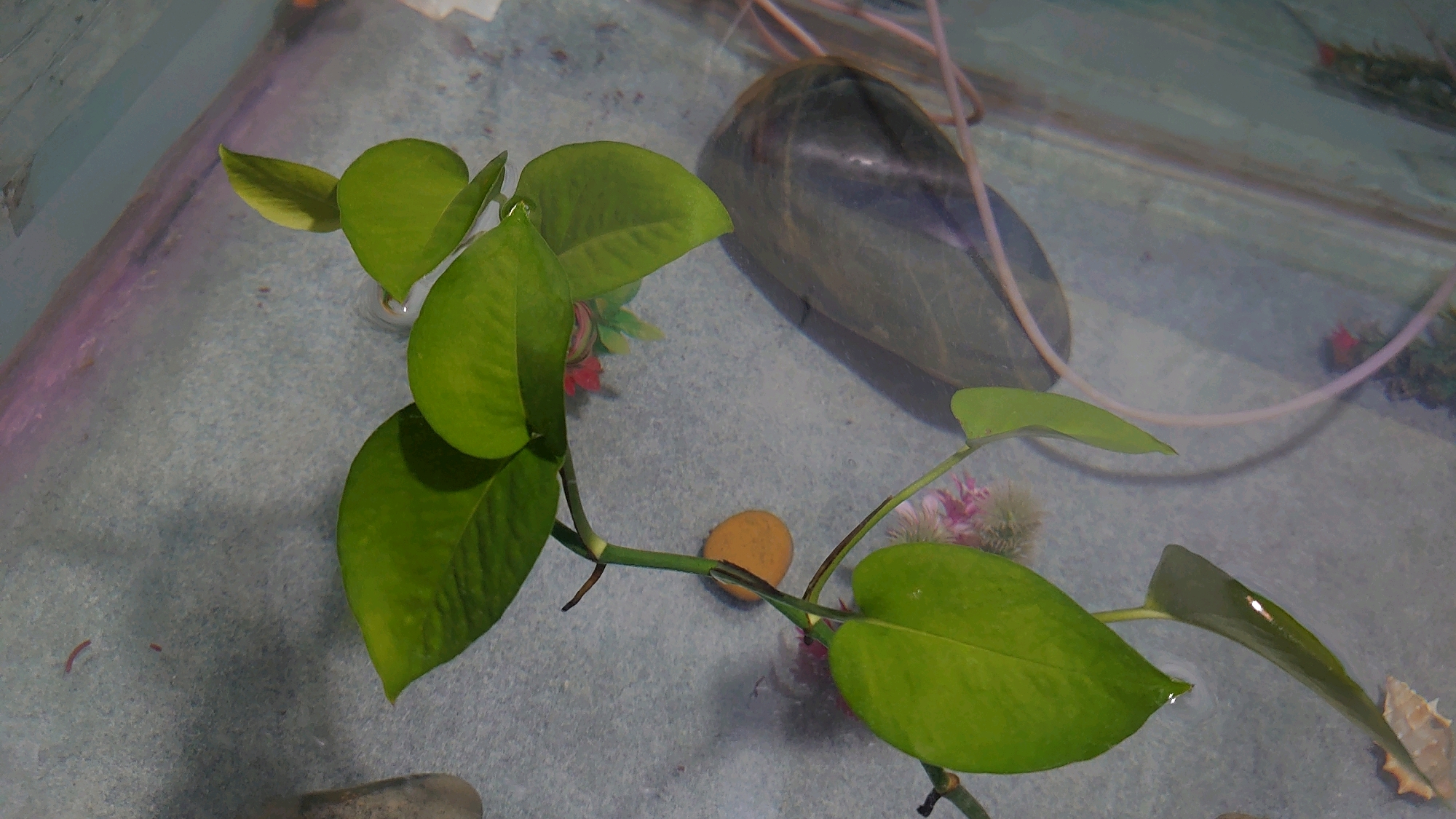 The image shows an aquatic plant, likely Pothos (Epipremnum aureum), with several green leaves submerged in clear water. The plant has a vine-like stem and is partially floating. In the background, a large, smooth, dark gray rock is visible, along with some pink and green artificial plant decorations. A thin, light pink tube runs across the surface of the water. The substrate appears to be a light blue-gray material, possibly gravel or sand. There is no visible evidence to suggest this image is located in Chakwal, Pakistan.