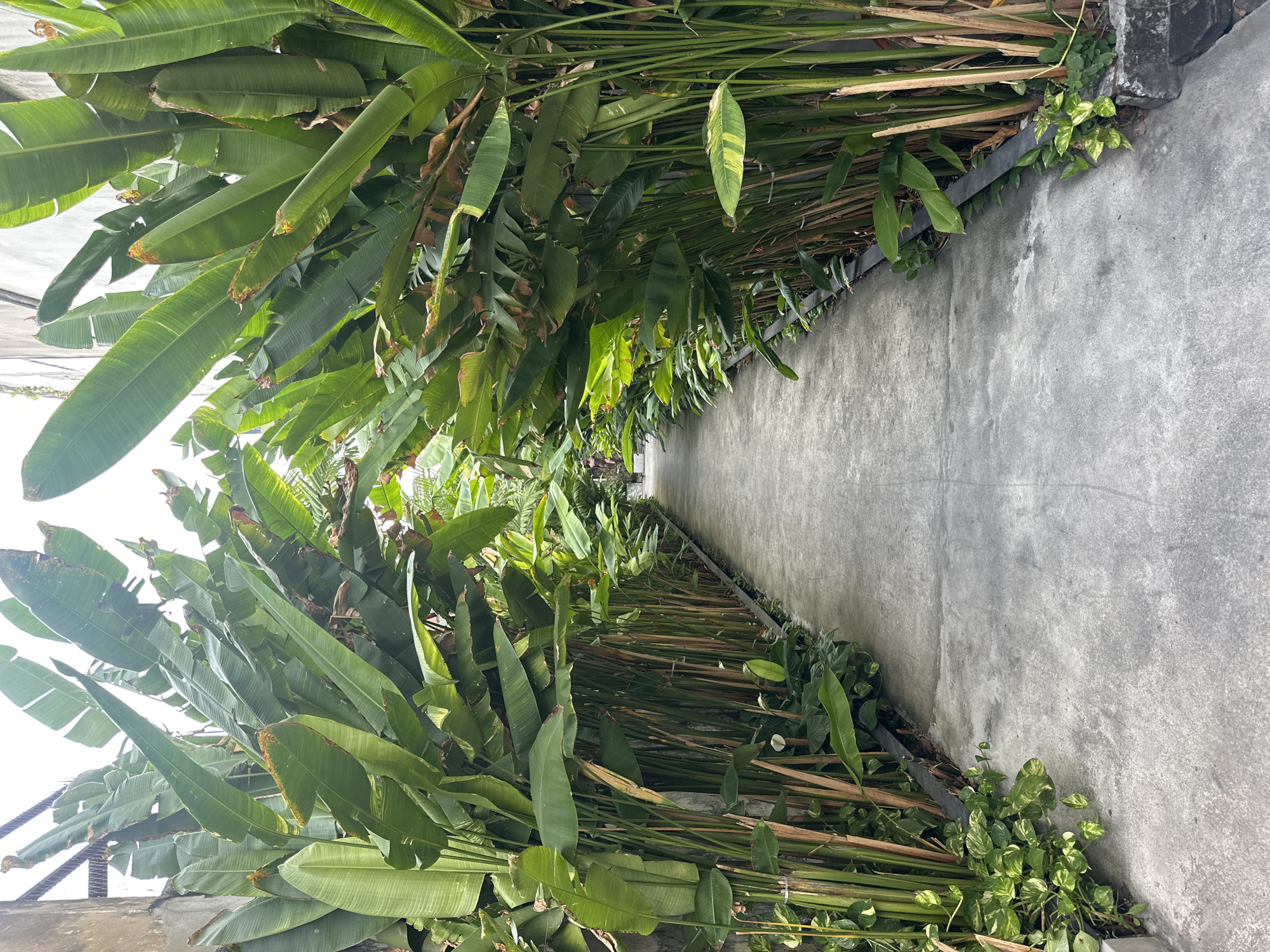 The image captures a narrow, gray concrete pathway lined on both sides by dense vegetation. The left side features a cluster of large, healthy green banana plants that lean over the path, casting shadows. On the right, the vegetation appears sparser, consisting of bamboo-like stalks interspersed with smaller green plants and vines clinging to a concrete wall. The pathway appears to lead into the distance, with the light dimming slightly further down. The photo was taken in Bangkok, Thailand.