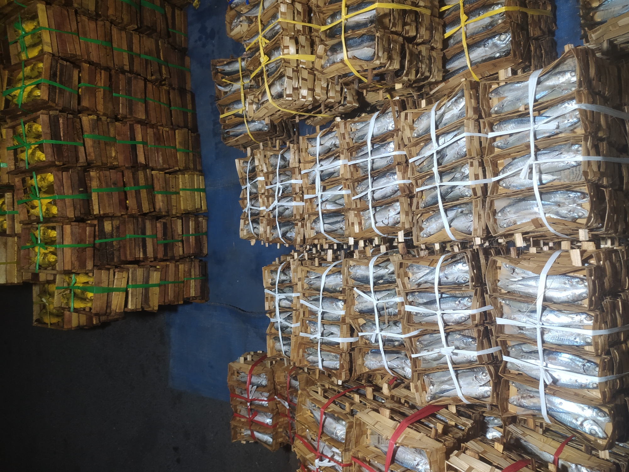 The image depicts a large collection of dried fish, predominantly mackerels, arranged in woven bamboo baskets. These baskets are stacked in varying heights and quantities, forming substantial piles. Some baskets are tied with red or white string, while others are secured with green or yellow plastic strapping. In the background, there are additional stacks of wooden crates filled with what appear to be yellow fish, possibly also dried or preserved, secured with green strapping. The fish are uniformly silver and grey, suggesting they are a species like the Indian mackerel. The scene is likely set in a market or processing area, possibly a fish market, given the organized but abundant display of the product. The ground beneath the stacks is a dark grey surface, possibly asphalt or concrete, with a section of dark blue material visible. The lighting is dim, suggesting it might be early morning or evening, or an indoor location with artificial lighting. The overall impression is one of a significant quantity of fish prepared for sale or distribution. This scene is consistent with typical displays found in the fish markets of Kupang, Indonesia, particularly those near the coast where fresh and preserved seafood are traded in large volumes.