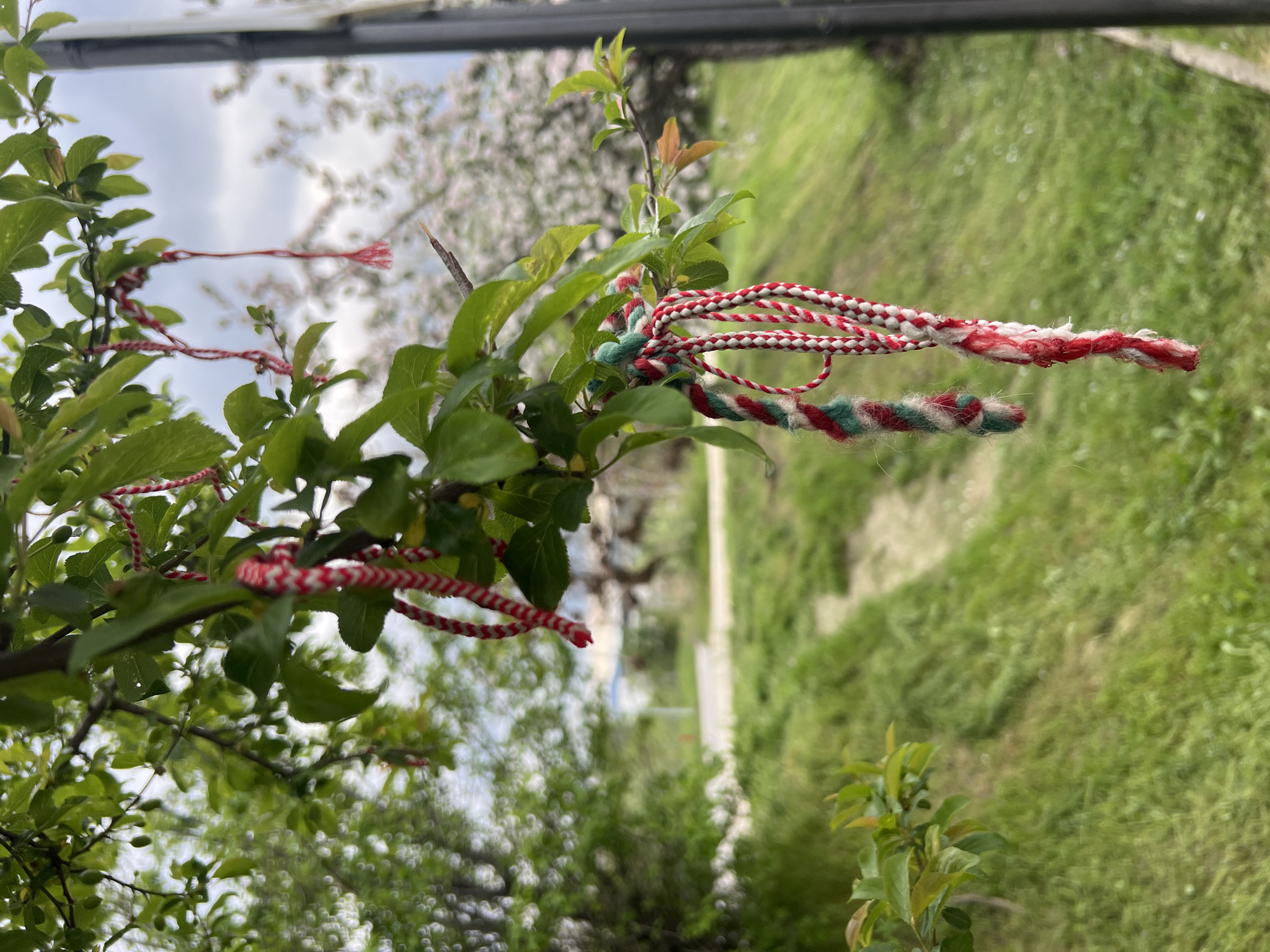 The image, correctly oriented, presents a close-up view of verdant tree branches adorned with traditional Bulgarian Martenitsa. Several braided strings of red and white, and some including green, are tied around the young, bright green leaves of the tree. The Martenitsa vary in length and pattern, some appearing as simple twists, while others are more intricately braided.
The foreground is dominated by the fresh green foliage of a deciduous tree, indicative of early spring growth. The various Martenitsa are prominently displayed, entwined with the branches. One slender red and white string extends horizontally to the left, while thicker red, white, and green strands are visible towards the right side of the main branch.
The background is softly blurred, featuring a patchwork of green grass and other distant trees or bushes, bathed in bright, diffused daylight. A light, cloudy sky is visible through the foliage, suggesting a daytime scene. A dark, linear object, possibly a part of a fence or structure, runs horizontally across the top of the frame.
The presence of the Martenitsa strongly indicates the celebration of Baba Marta, a traditional Bulgarian custom observed on March 1st to welcome spring and wish for good health and prosperity, aligning with the provided location context of Plovdiv, Bulgaria. No text is visible in the image. The nascent leaves and the cultural practice place the scene in late winter or early spring.