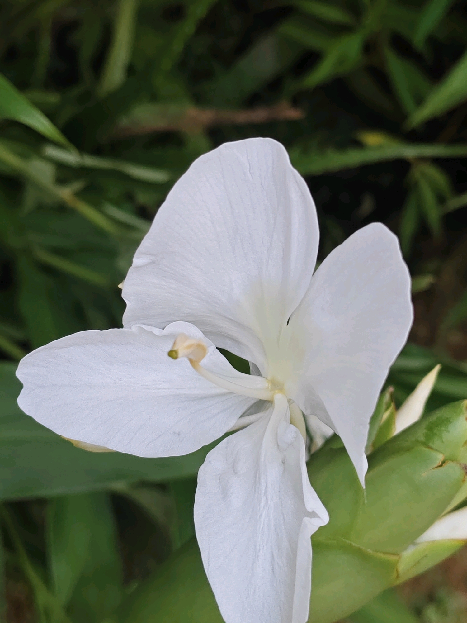 A close-up shot features a delicate white flower with multiple petals unfurling, showcasing a yellow stamen at its center. The flower is positioned against a blurred backdrop of lush green foliage, suggesting an outdoor natural setting. The image does not contain any people or provide specific information about the city of Debipur, India.
