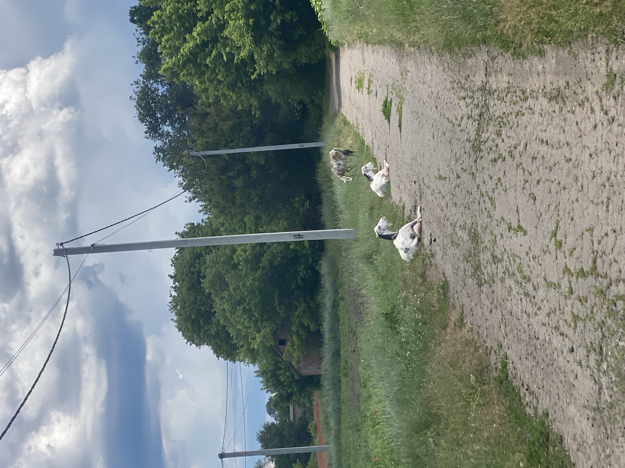 The image shows a rural scene on a dirt road with several goats resting on or near the road. In the foreground, two goats are lying down on the dirt path. One is white with black spots, and the other is predominantly white with some black markings. Further down the road, a third goat, with brown and white markings, is standing and grazing. The road is flanked by grassy areas and trees. In the background, there is a brick building, possibly a barn or small house, surrounded by lush green trees. Power lines are visible running across the sky, supported by utility poles. The sky is partly cloudy with a mix of dark and light clouds. The location is identified as Ustyvytsia, Ukraine.