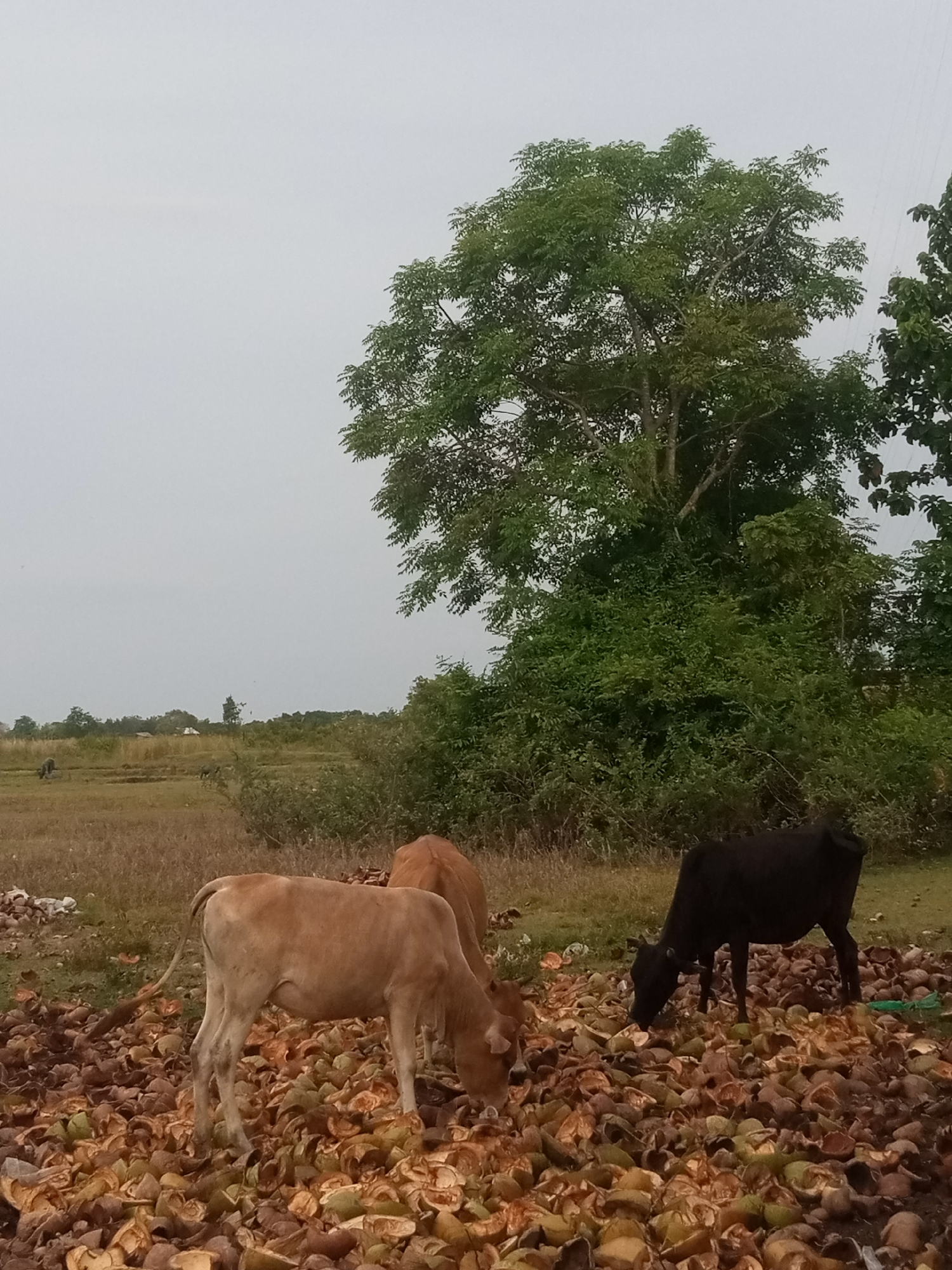 In Mesjid, Indonesia, a scene unfolds with three cows amidst a natural landscape. Two light-brown cows and one black cow are present. One light-brown cow stands in the foreground, facing left and grazing on a pile of coconut husks. Behind it, another light-brown cow is partially visible, also engaged in eating. A black cow is positioned to the right, facing left and feeding on the same pile of husks. The environment features a field of dry grass and a backdrop of dense green trees and vegetation, with a hazy sky above.