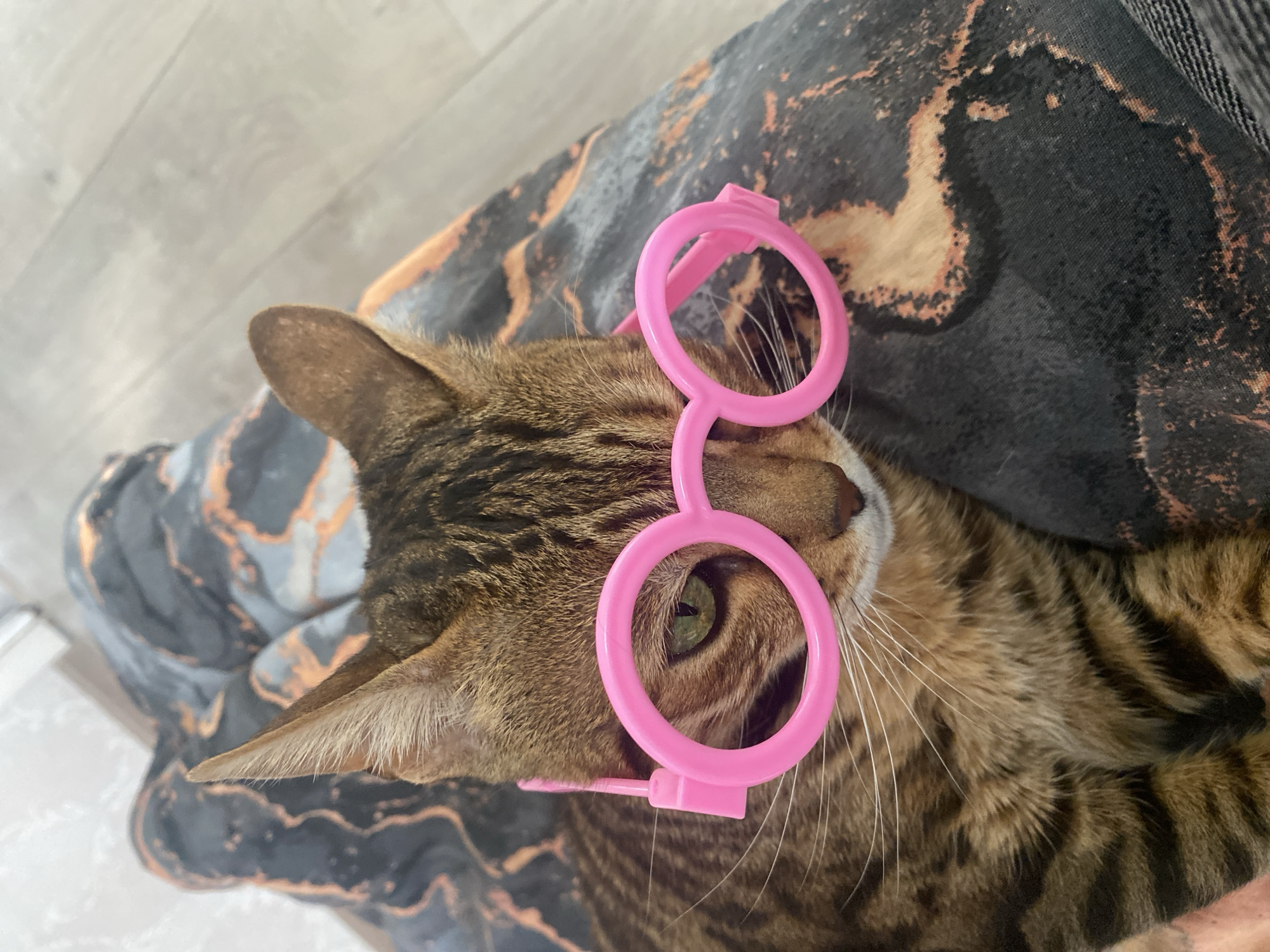 A brown tabby cat wearing pink toy eyeglasses is lying on a person's lap. The person is wearing a patterned fabric. The background includes a light-colored floor. There is no indication of the location being Chaikovsky, Russia.