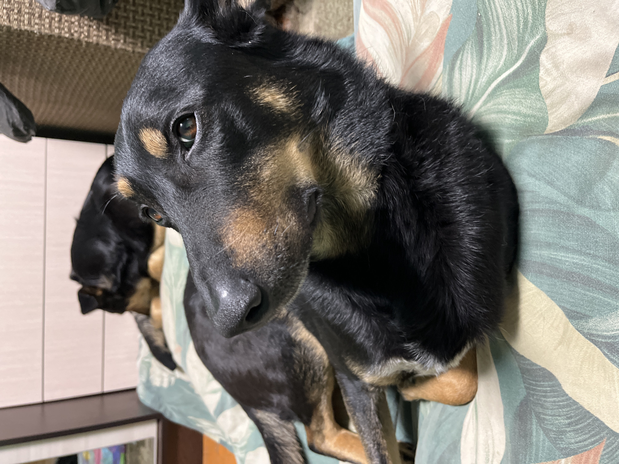 A close-up shot features a black and tan dog lying on a floral patterned cushion. The dog is the primary focus, with its head tilted slightly towards the camera. Another dog is partially visible in the background to the left. The background includes a table with visible objects and the floral pattern on the cushion. The environment appears to be indoors. There are no people visible. The location in the city of Nizhny Tagil, Russia is not determined by the image.