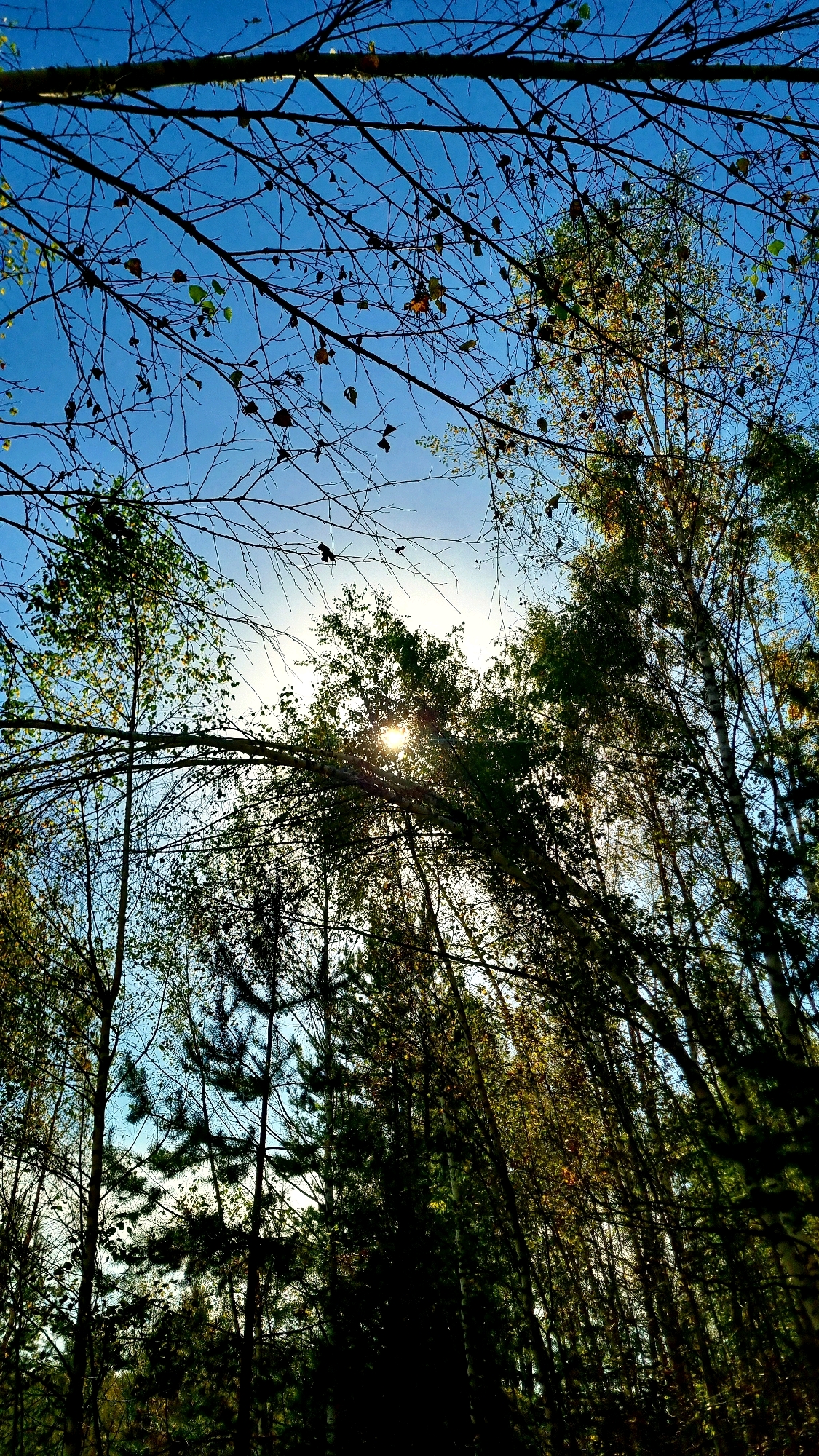 The image shows a view looking up through a forest canopy towards a bright blue sky. The sun is visible, peeking through the branches and leaves, creating a lens flare effect. The trees appear to be a mix of deciduous and coniferous types, with some bare branches and scattered leaves suggesting it might be autumn. The image does not contain any people or specific identifiable landmarks that would suggest a location in the city of Vysokoe, Russia.