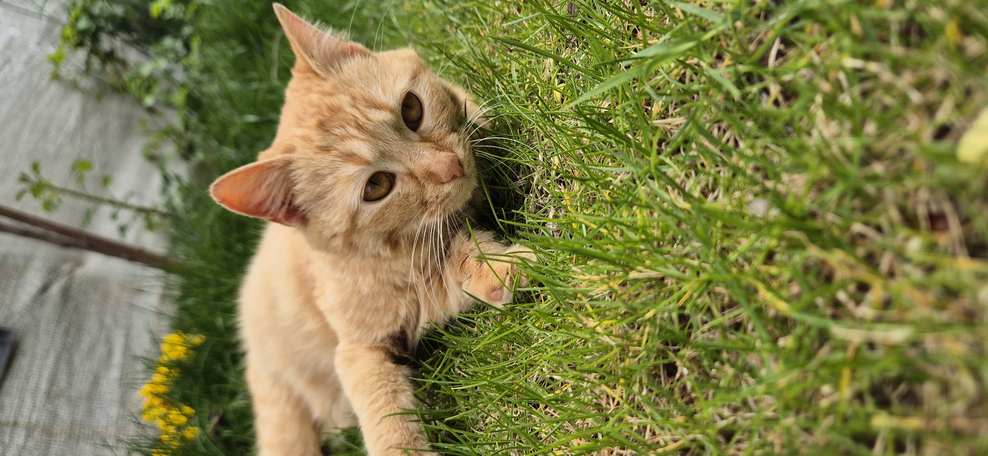 A light orange cat is lying in a patch of green grass. The cat is facing the camera with its head tilted to the side. Its amber eyes are open, and its whiskers are visible. One of its paws is partially obscured by the grass. In the background, there is a fence or a wall and a patch of yellow flowers. The location is Unknown, Unknown.