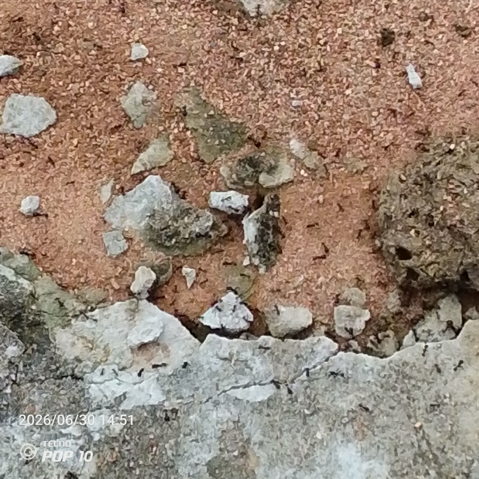 The image is a close-up, overhead shot of ants on a mixture of reddish-brown soil, pebbles, and some concrete fragments. The ants are small and black, scattered across the surface, some appearing to be in a line or group. The texture of the ground is rough and uneven, with small stones and larger pieces of grey, chipped concrete. There are also some areas of greenish-grey material, possibly moss or lichen, growing on the concrete.
The scene appears to be outdoors, possibly on a path, pavement, or construction site, given the presence of both soil and concrete. The lighting suggests it is daytime, though the exact time of day is not discernible from the visual alone. There are no people or other animals visible in the frame.
Visible text in the bottom left corner of the image indicates a date and time: "2026/06/30 14:51". Below this, there is further text: "TECNO" followed by a circular logo and "POP 10". This suggests the image was taken with a Tecno Pop 10 mobile phone. The context provided states the location is Jalingo, Nigeria. The overall impression is a common, everyday scene of insect activity in an urban or semi-urban environment.