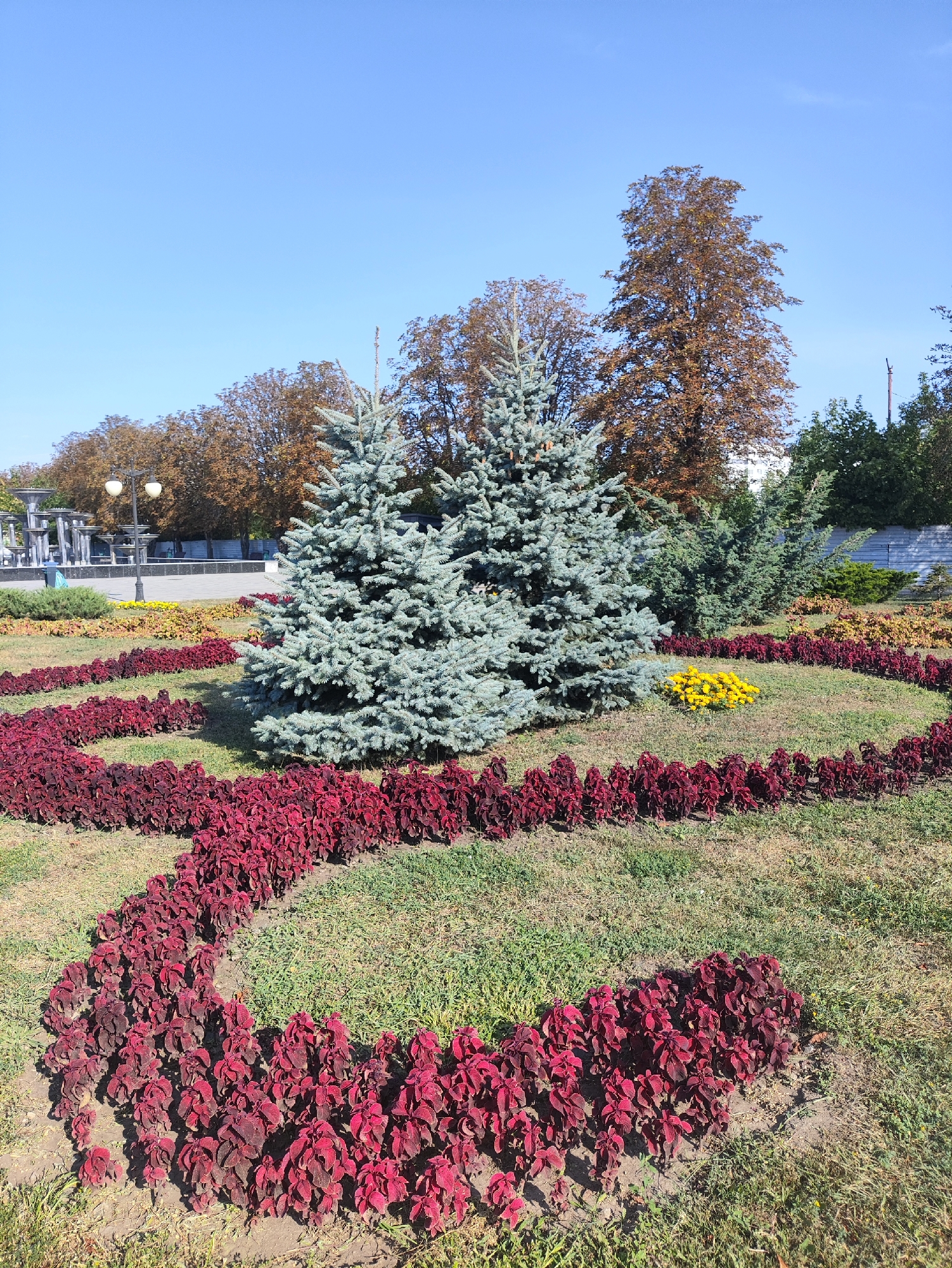 The image captures a landscaped garden area under a clear blue sky, with two prominent blue spruce trees as the central focus. These trees are surrounded by a bed of dark red coleus plants, meticulously arranged in a winding pattern that creates a visually striking border. Within the red flower bed, a small cluster of bright yellow flowers adds a contrasting pop of color. Beyond the spruces, a line of trees with autumn foliage, displaying shades of brown and orange, forms a backdrop. In the mid-ground, a fountain structure and street lamps suggest a public park or urban setting. The overall scene is one of a well-maintained public space in Kharkiv, Ukraine, characterized by its vibrant floral arrangements and mature trees.